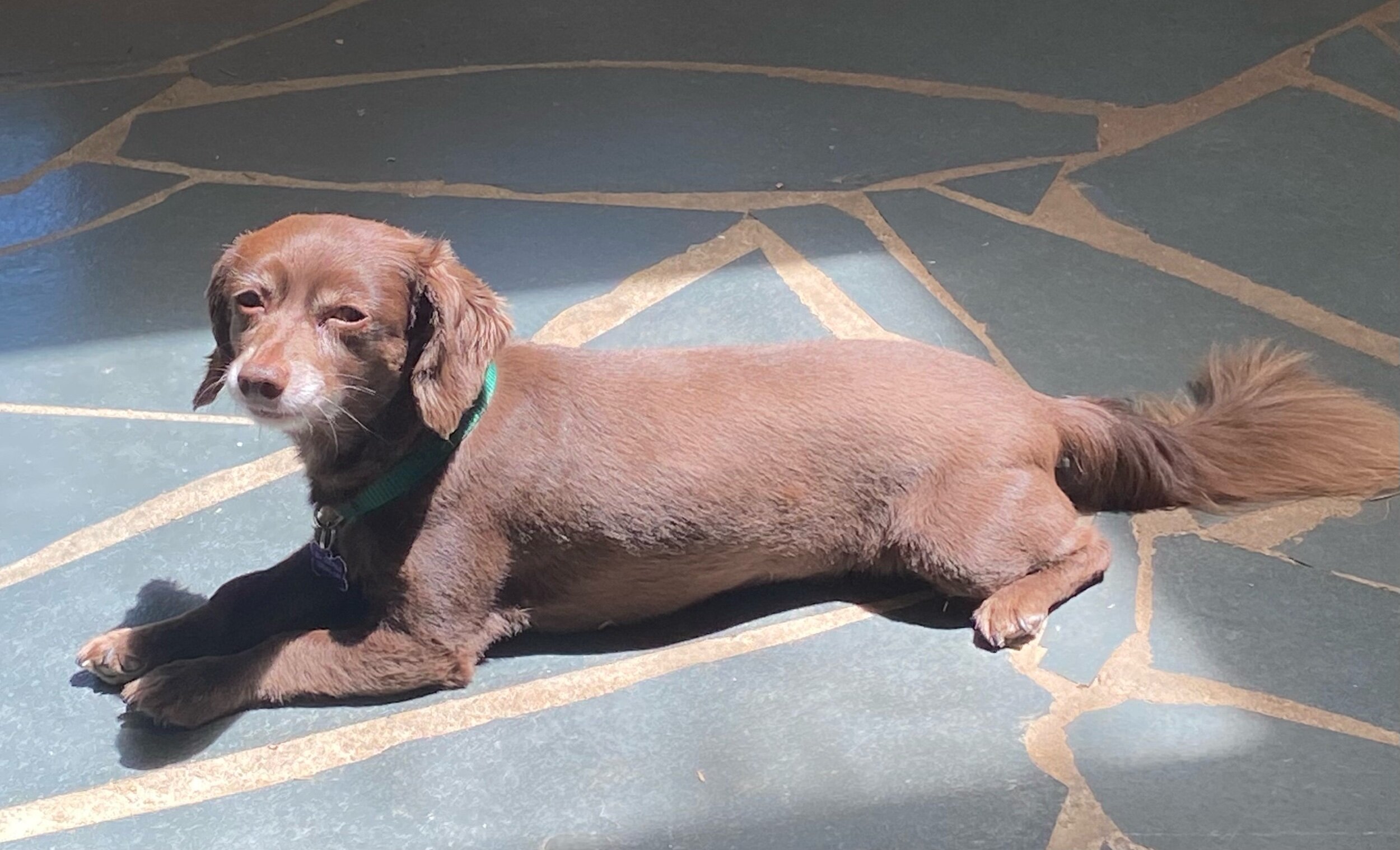 5 Things Your Pet Sitter Needs to Know