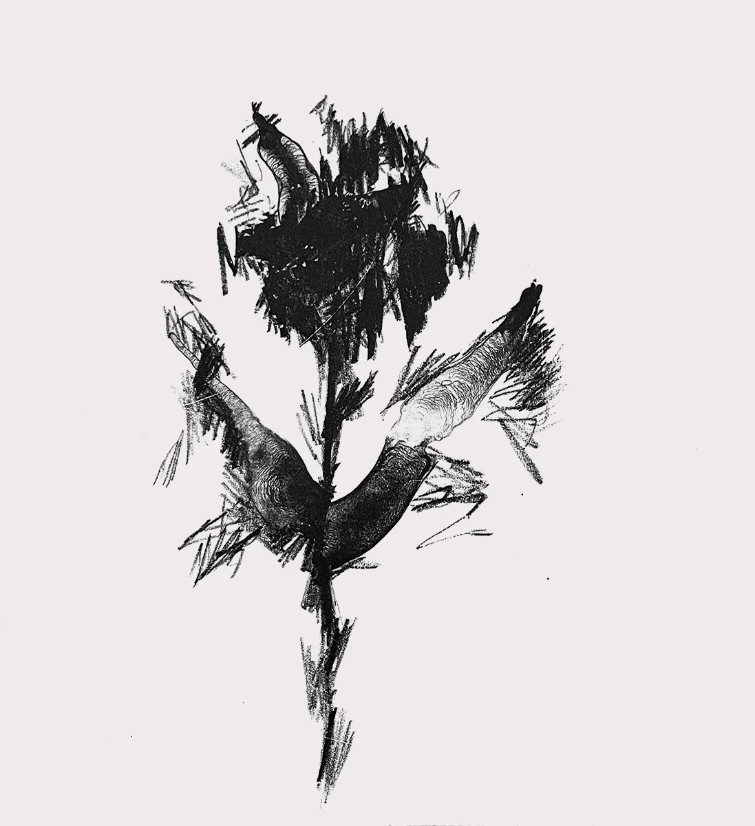 black_flower5.jpg