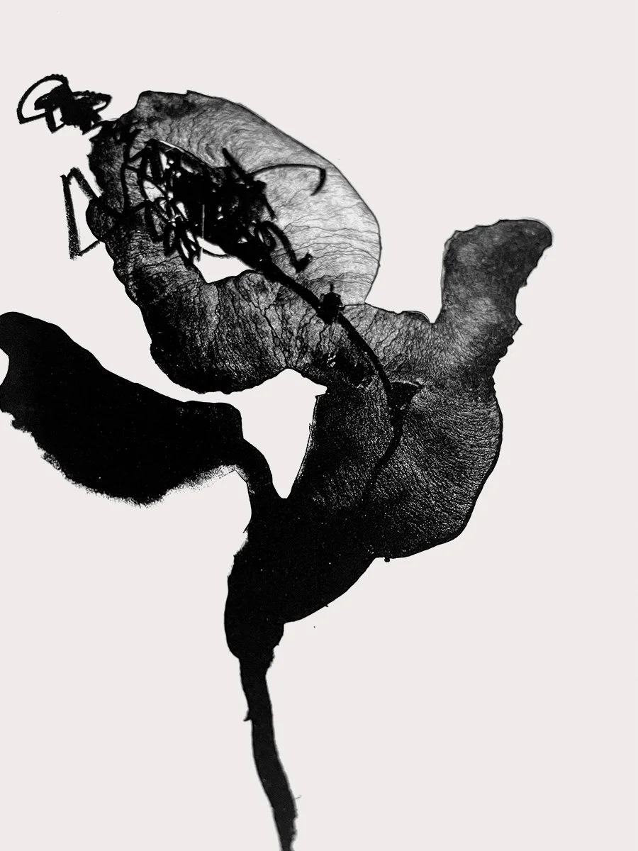 black_flower3.jpg