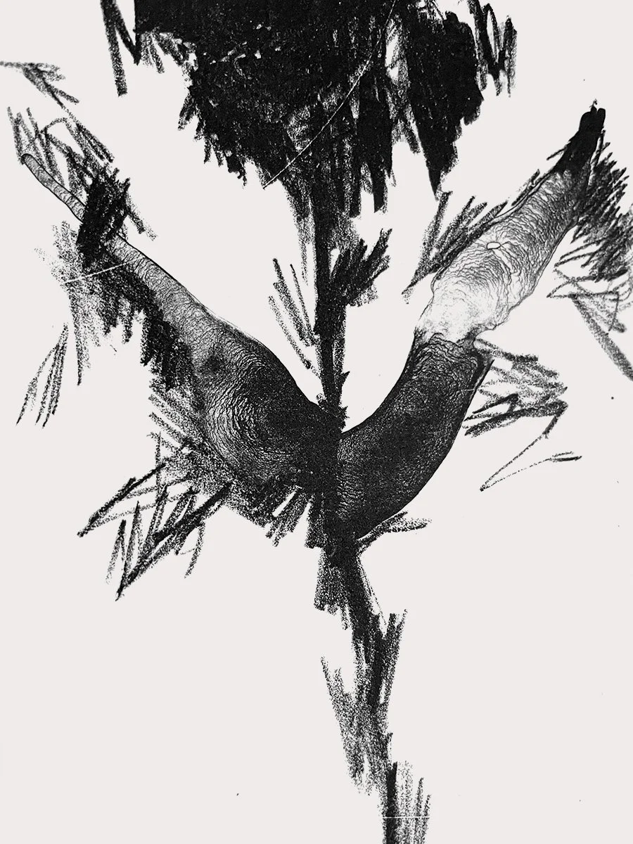 black_flower4.jpg