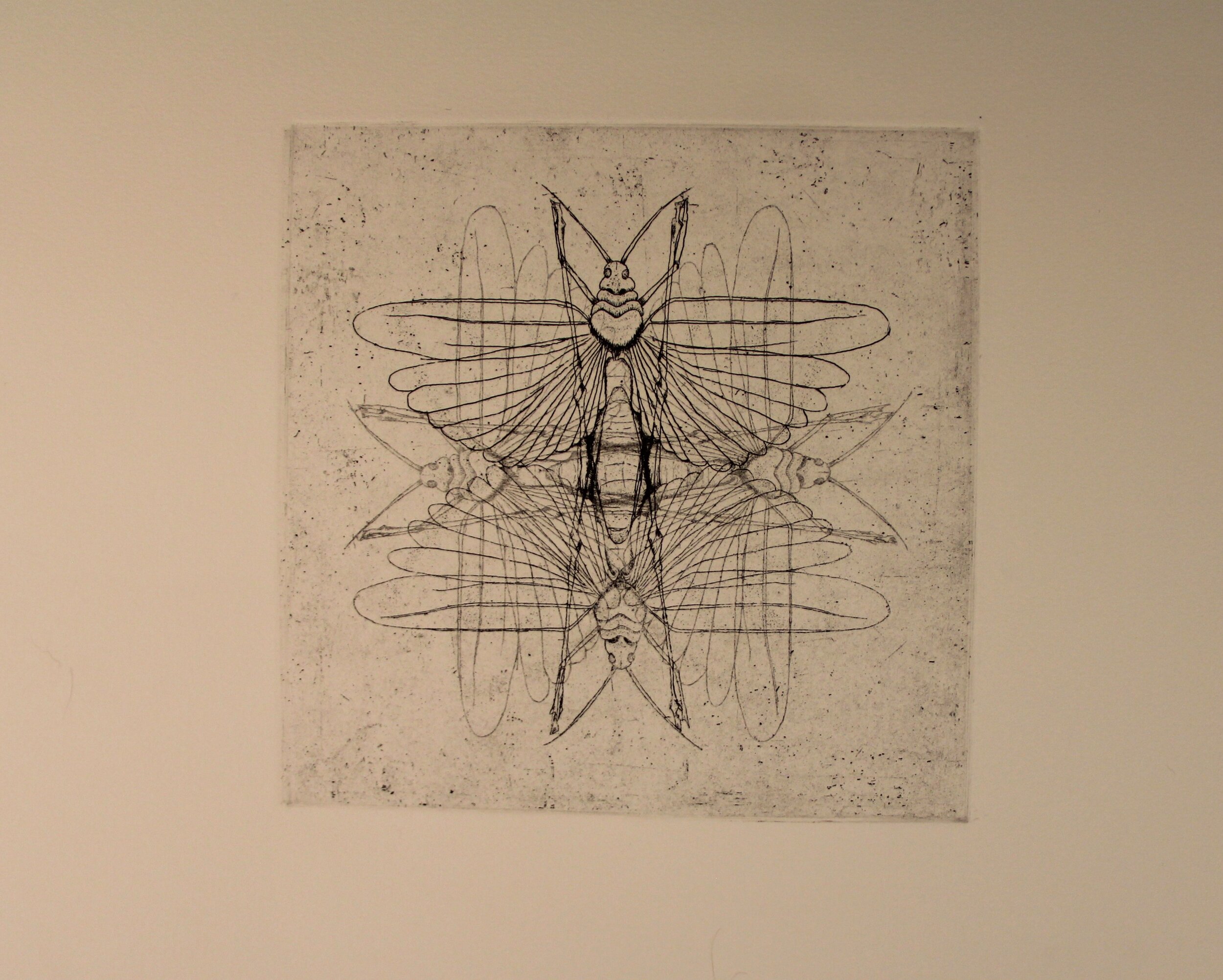 "Grasshopper Ghosts, " 2005, Intaglio etching.