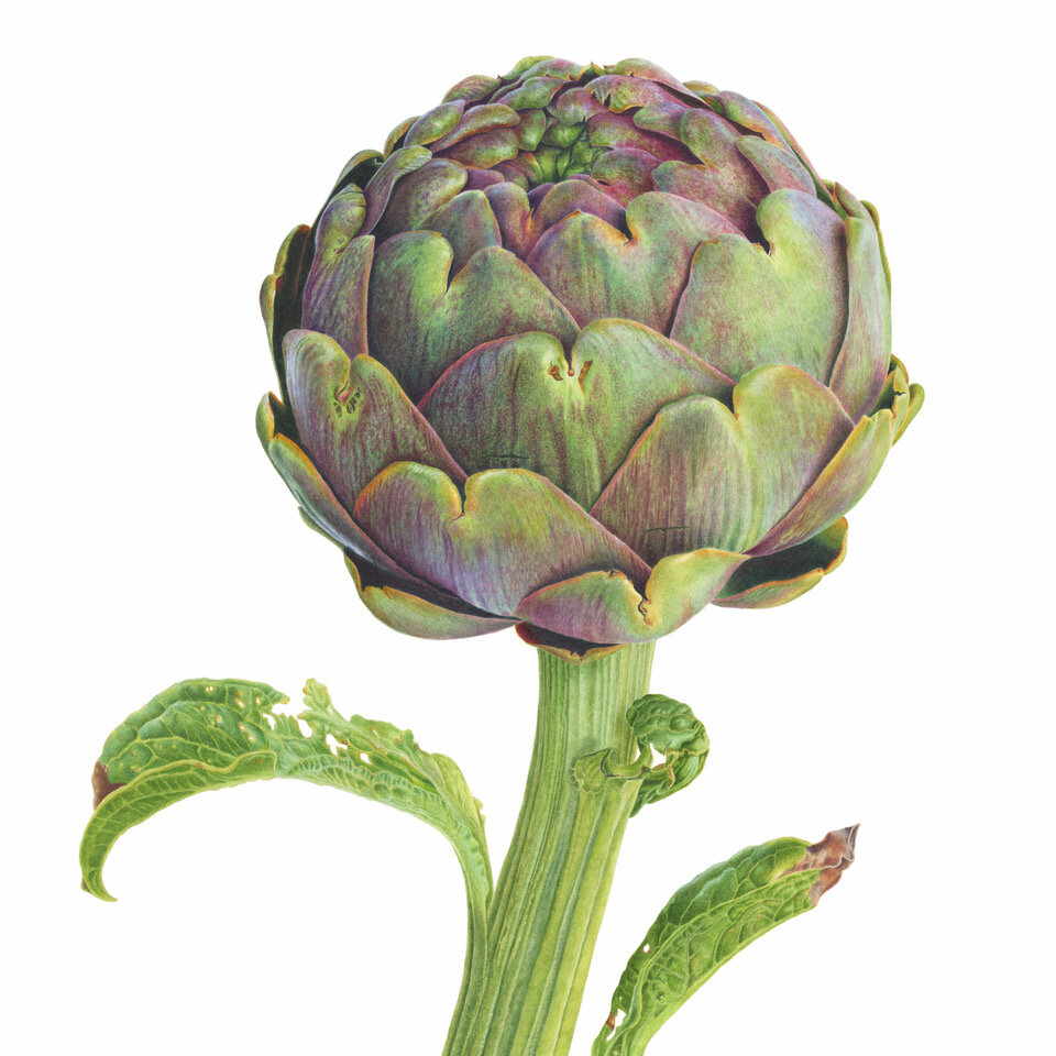 Artichoke (new card).jpeg