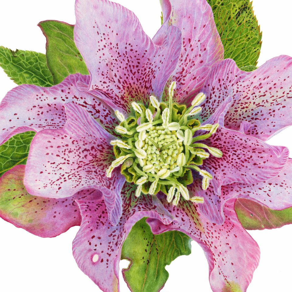 Hellebore detail single.jpeg