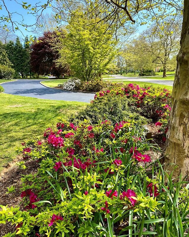 Briarcliff Landscape installations standing the test of time. #wedoitright #woodyornamentals #specimentrees #largespecimentrees #evergreenscreening #evergreenscreen #evergreenshrubs #azalea #stonemasonry #stonework #landscaping #landscapedesign #text