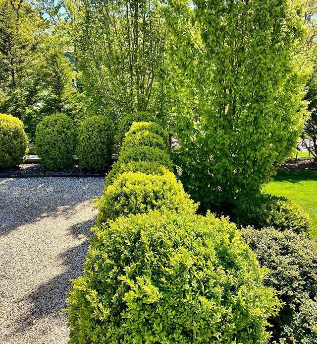 Boxwood hedge growing in beautifully to frame this raised and leveled retaining wall driveway. Beech trees at the ends will bring gorgeous fall color and contrast. #landscapedesign #landscapedesignbuild #evergreentrees #retainingwalls #earthwork #mas