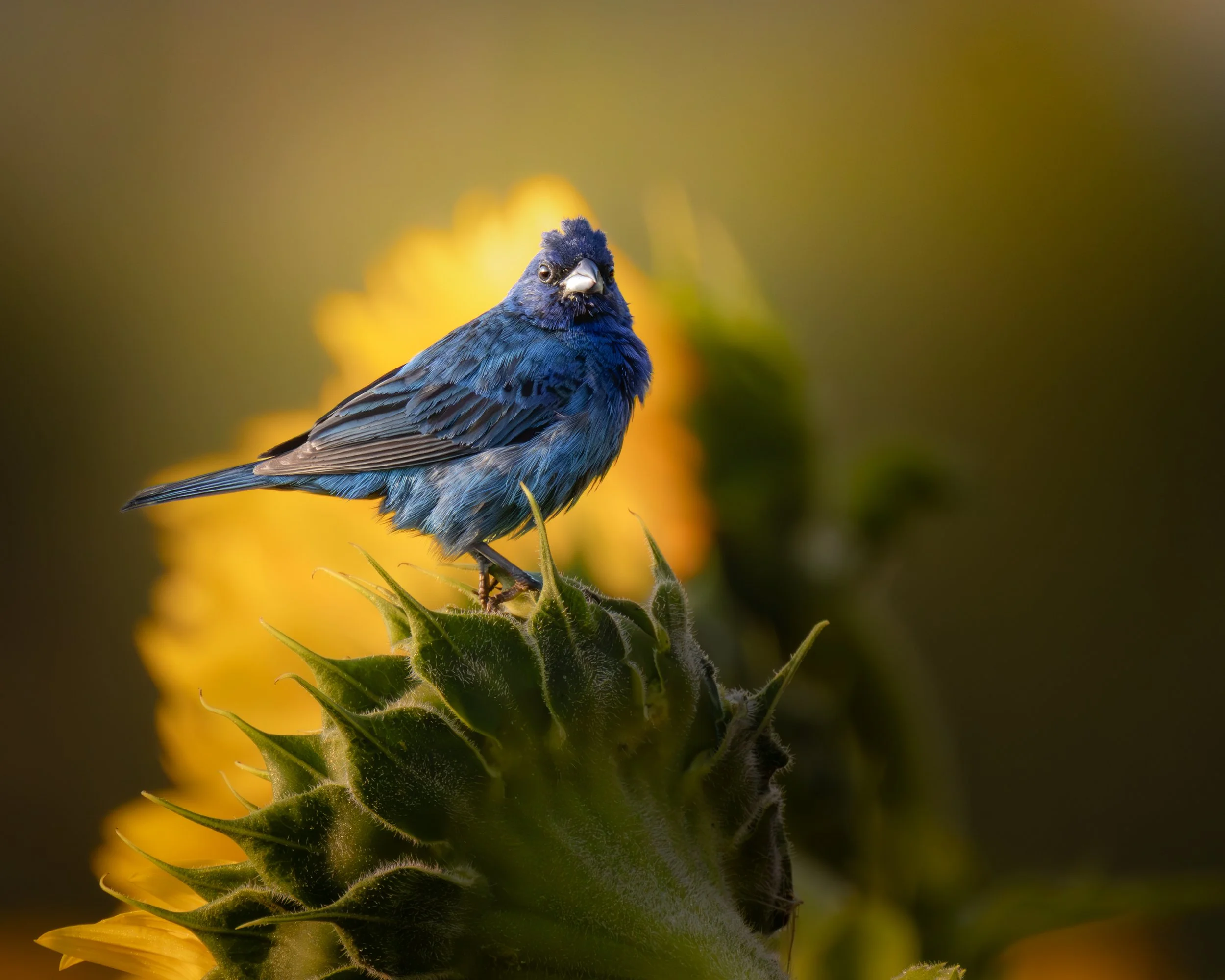 Wildlife Photography