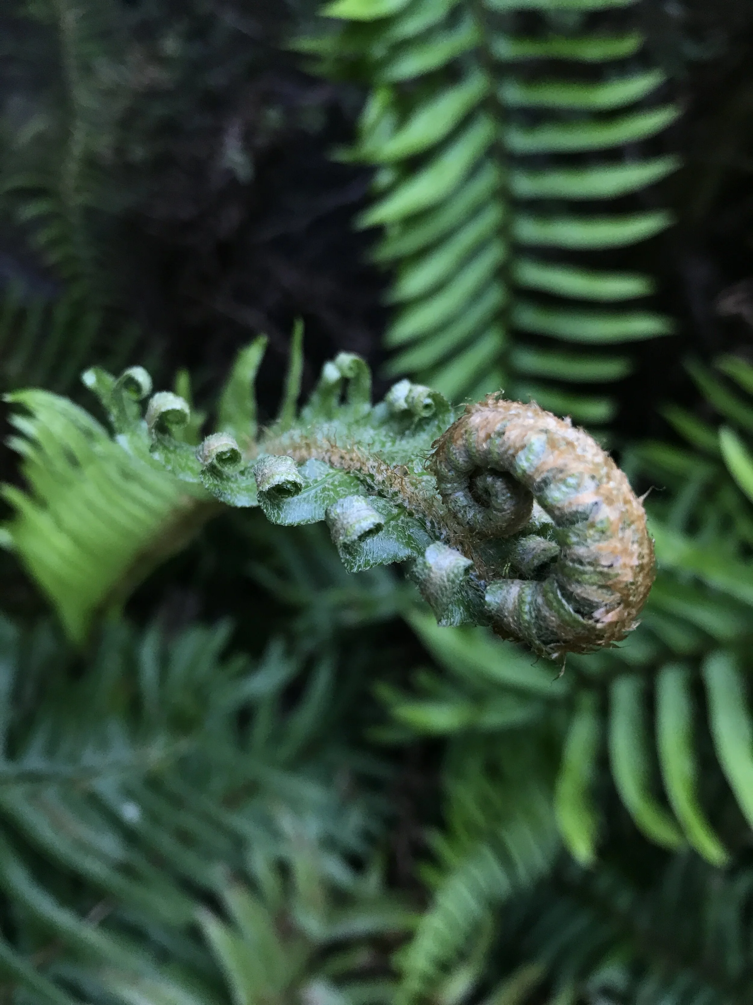 Close-up of a curled, brown fern fiddlehead emerging amidst green fern fronds.