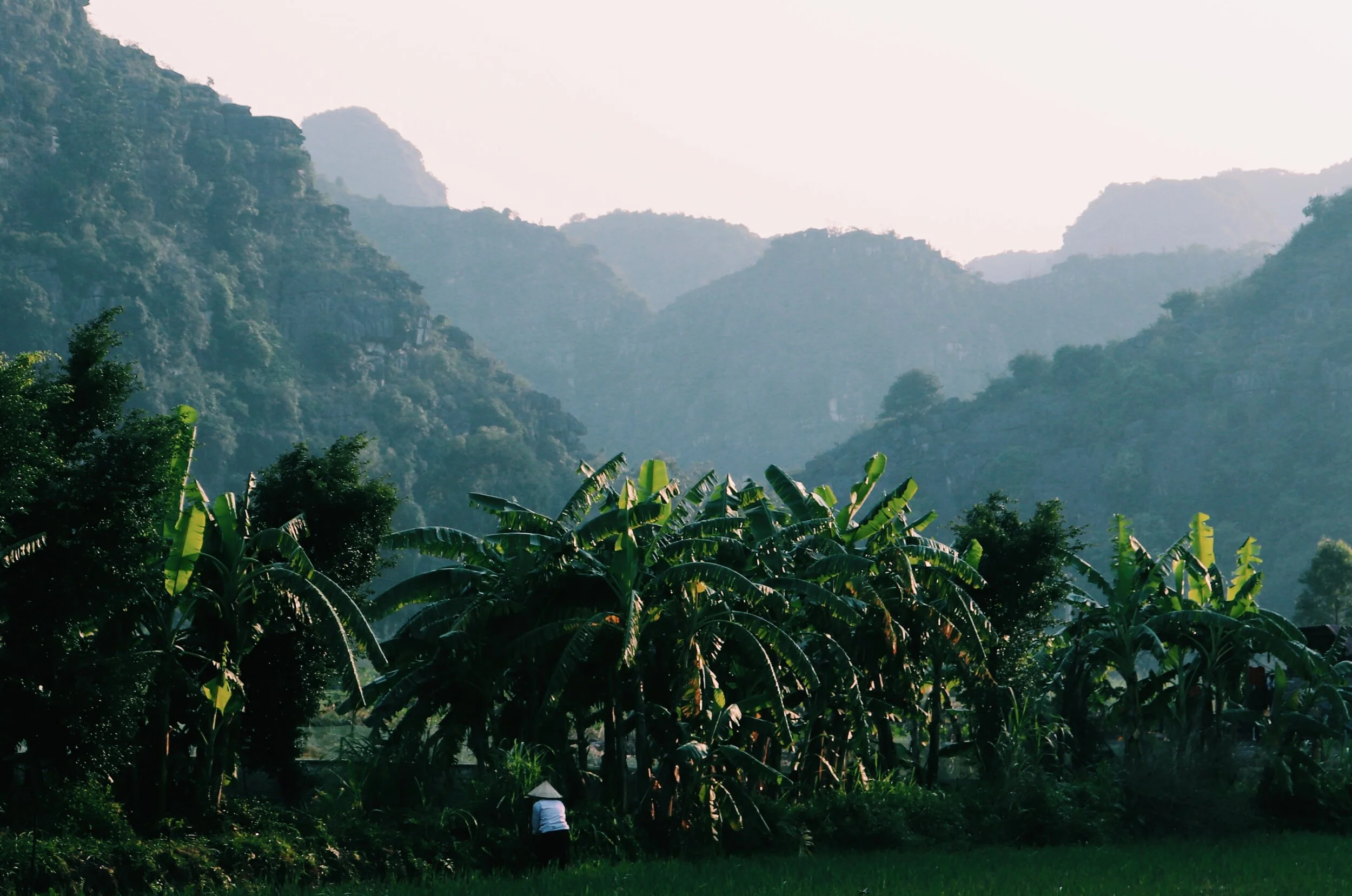 A lush green farm with banana trees, with mountains in the background and a person wearing a wide-brimmed hat working in the field. Vietnam 