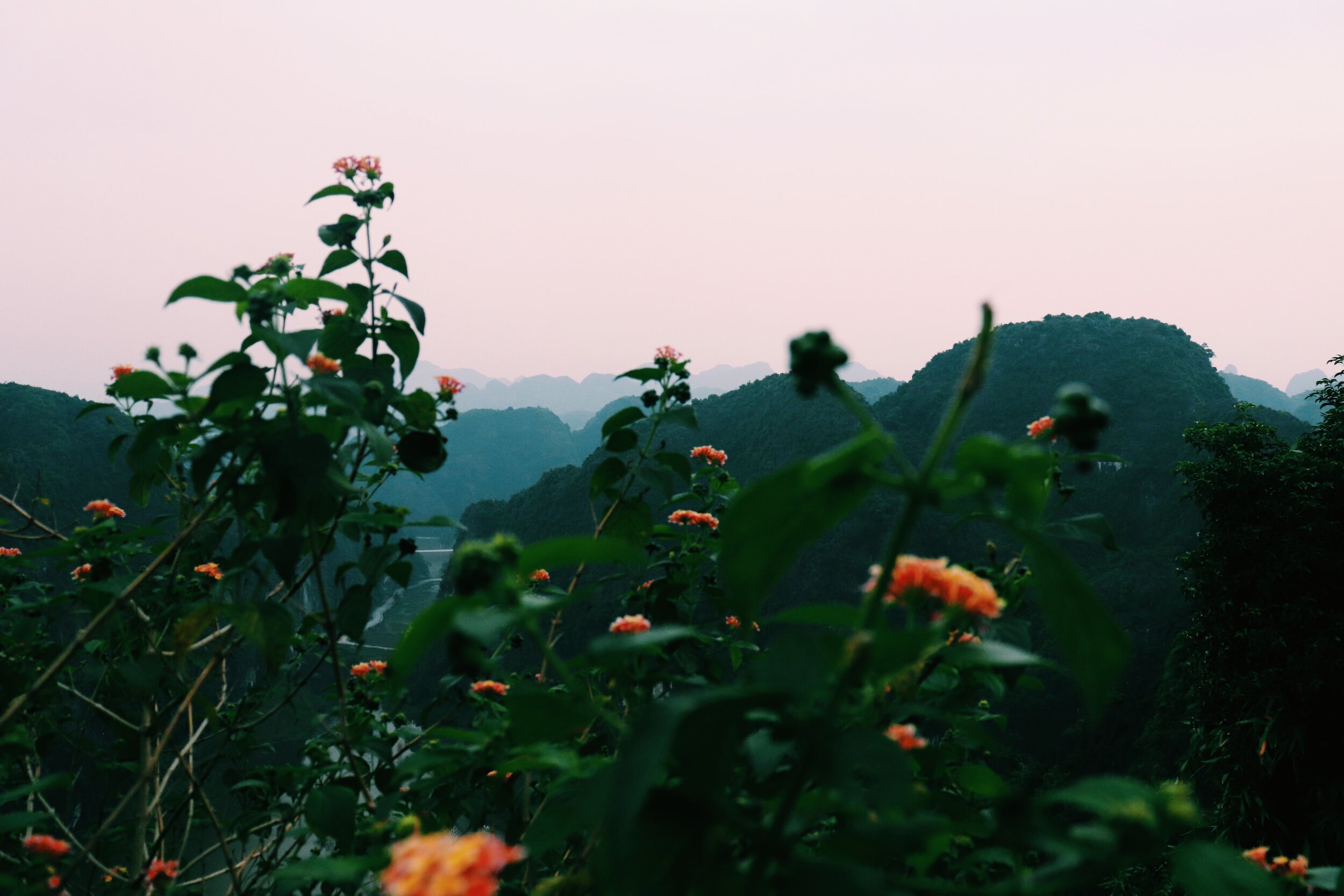 Mountain landscape with green hills and pink flowers in the foreground under a pale sky. Vietnam