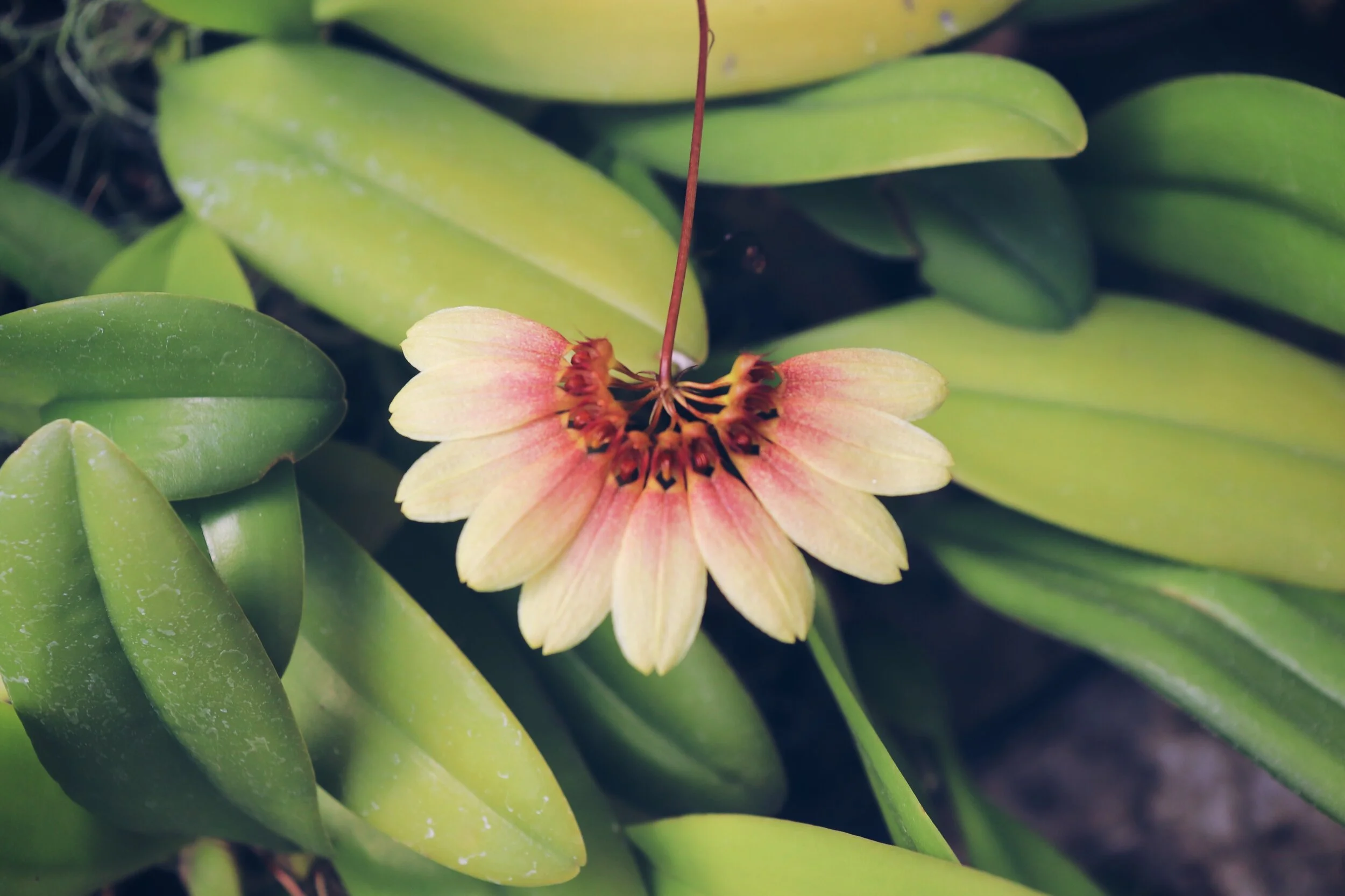 A pink and yellow flower with a dark center surrounded by green leaves.