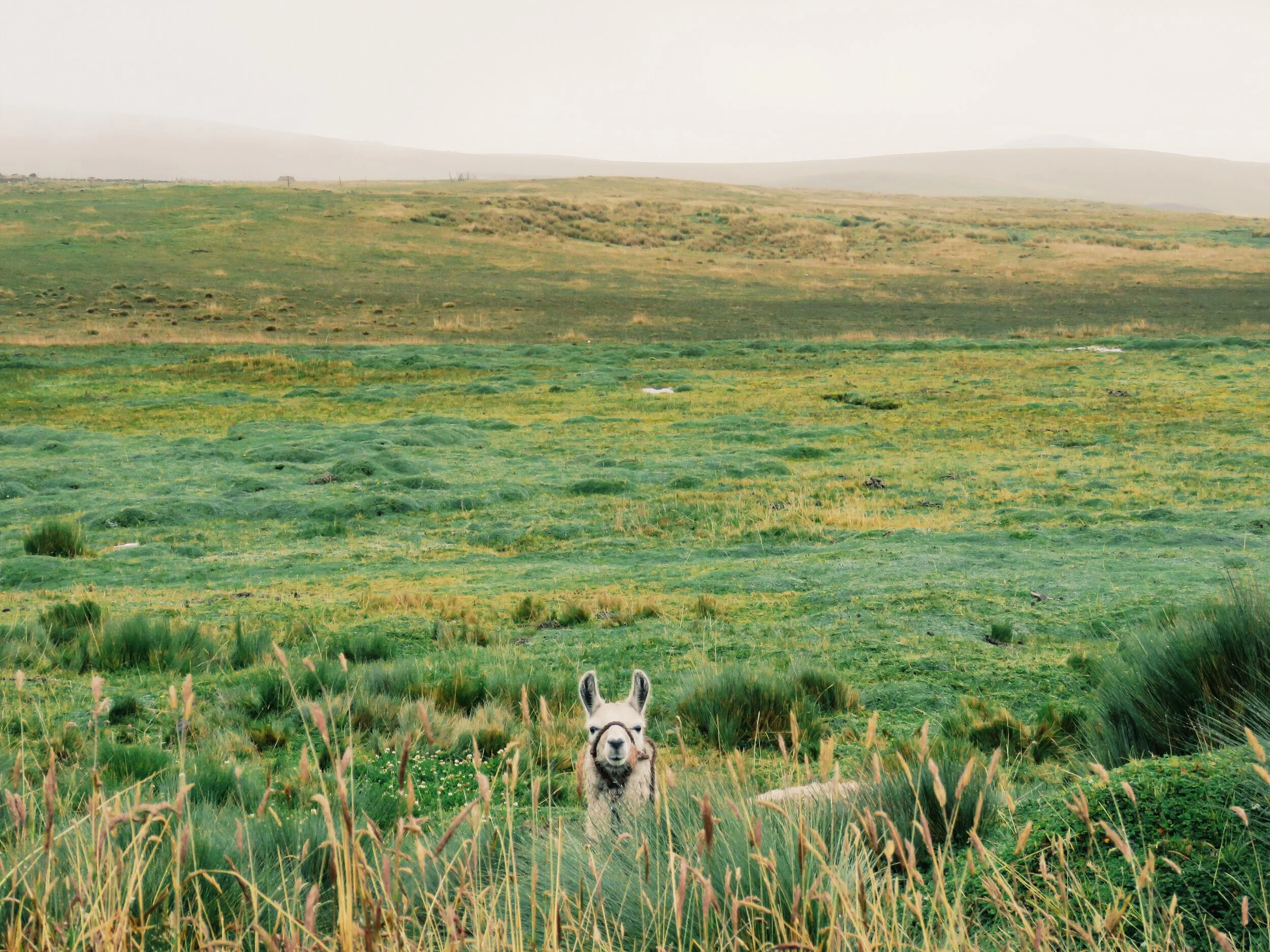 A llama standing in green grass with rolling hills in the background. Ecuador Road trip