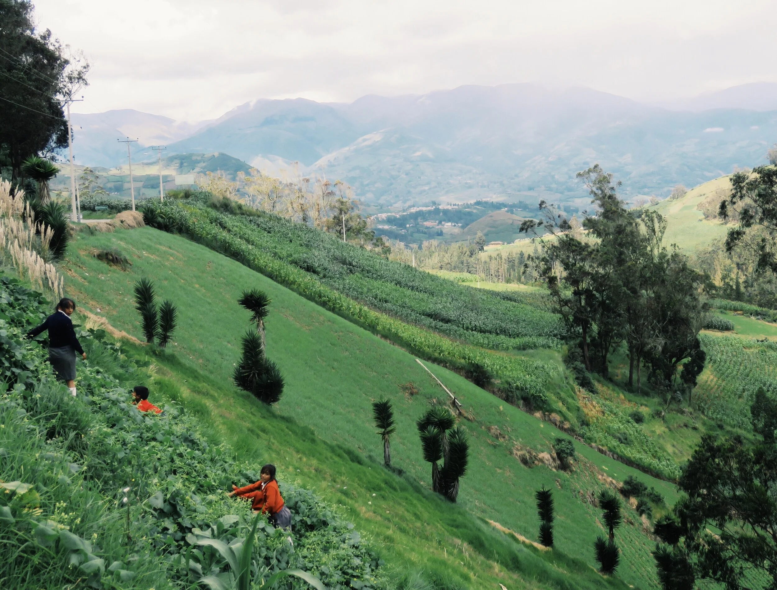 People working and walking on terraced green fields on a hillside with trees and mountains in the background. Ecuador road trip