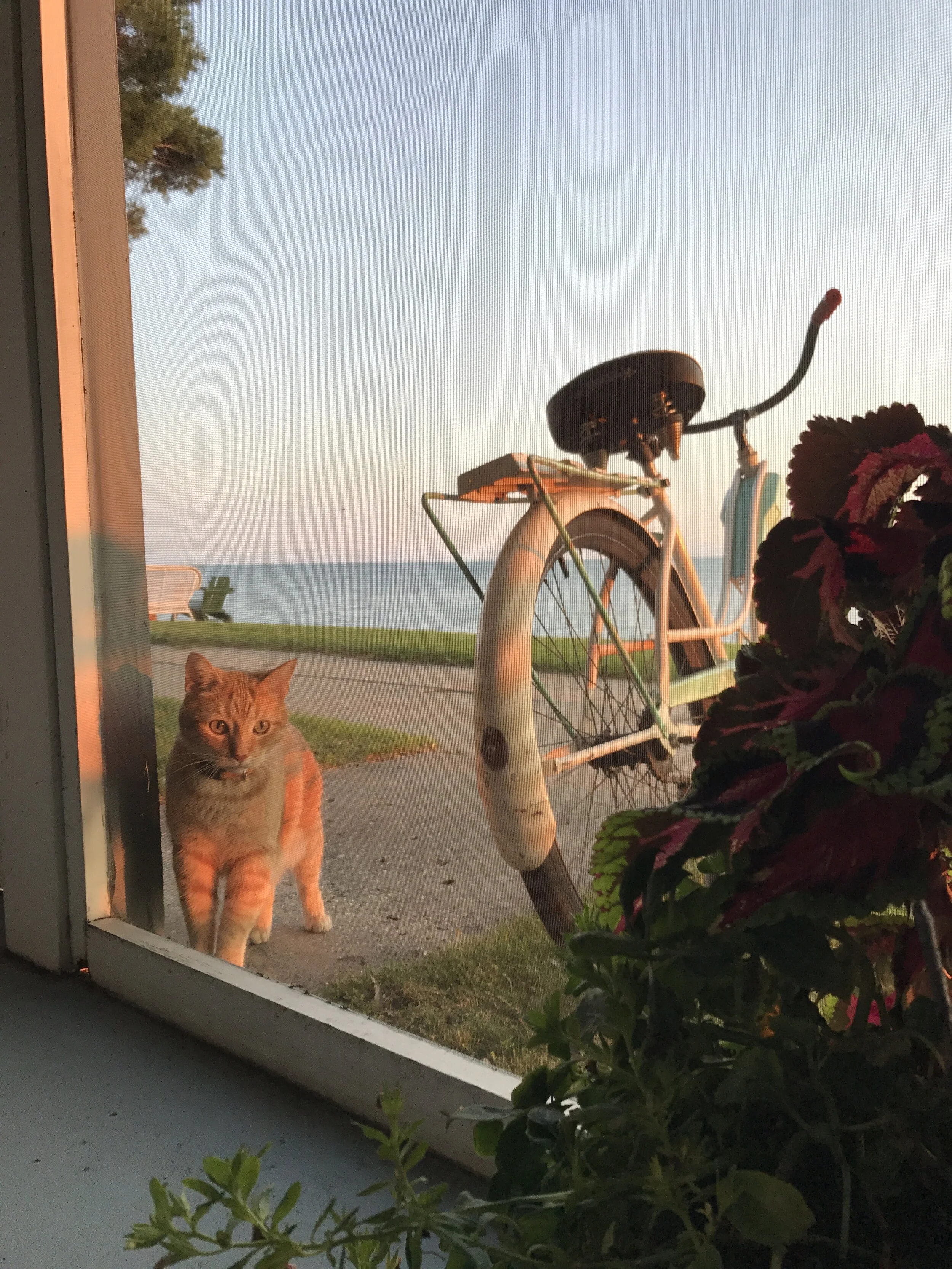 View through a window showing a ginger cat outside, a vintage bicycle on a grassy area near a waterfront, with plants in the foreground, under a clear sky at sunset. Lake Huron Lake Michigan