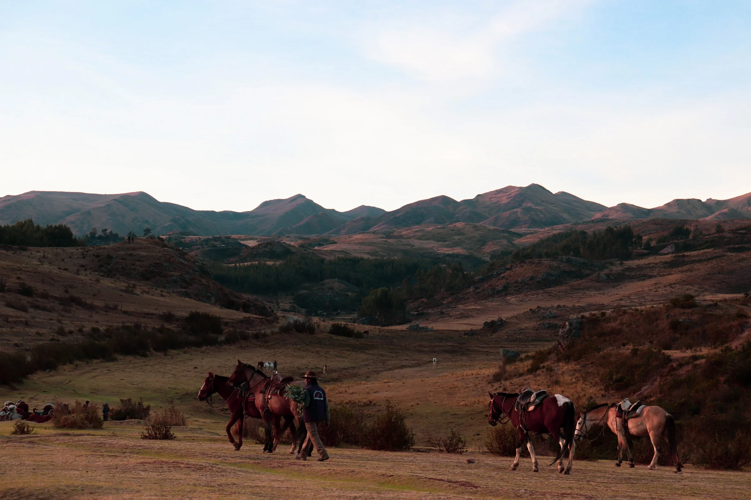 Horses grazing and walking in a valley with mountainous terrain and a clear sky in the background. Cusco Peru