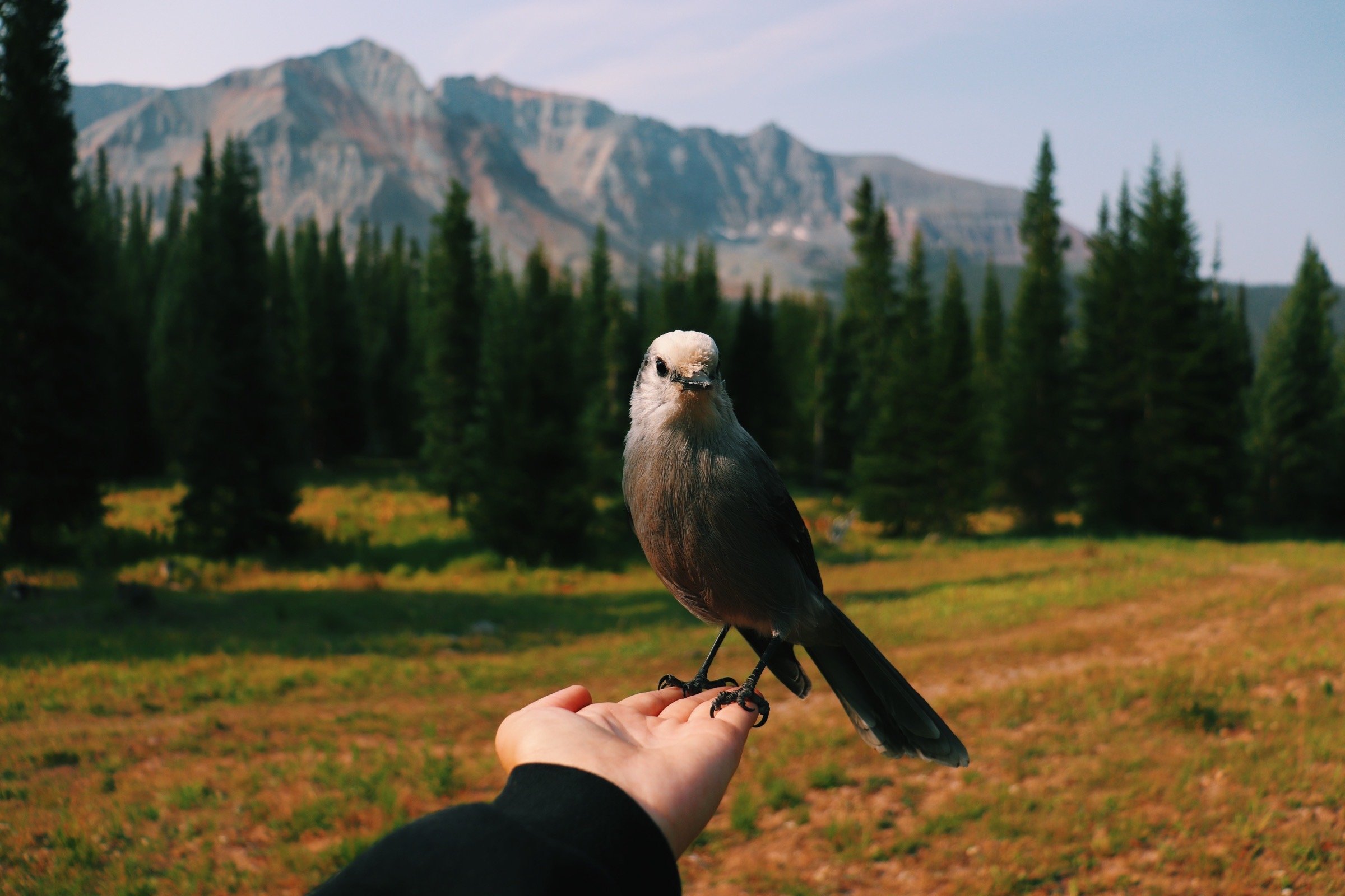 A person holding a bird on their hand with a forest of pine trees and mountains in the background. Telluride Colorado