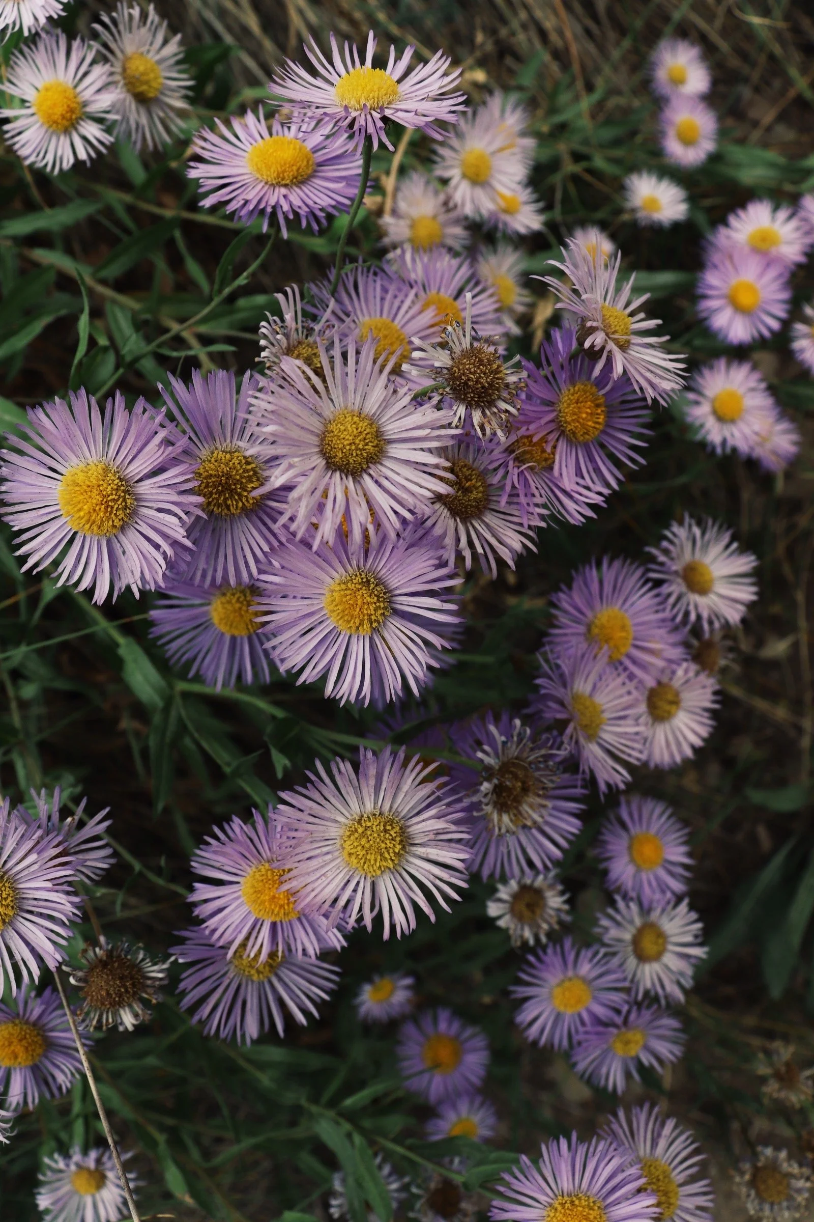 Purple and yellow wildflowers blooming in a patch of grass.