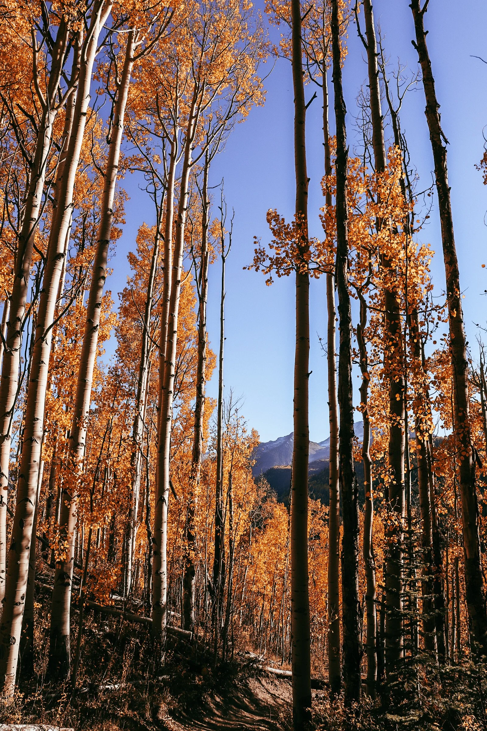 A forest of tall aspen trees with orange autumn leaves and a clear blue sky, with mountains in the background. Aspen Colorado