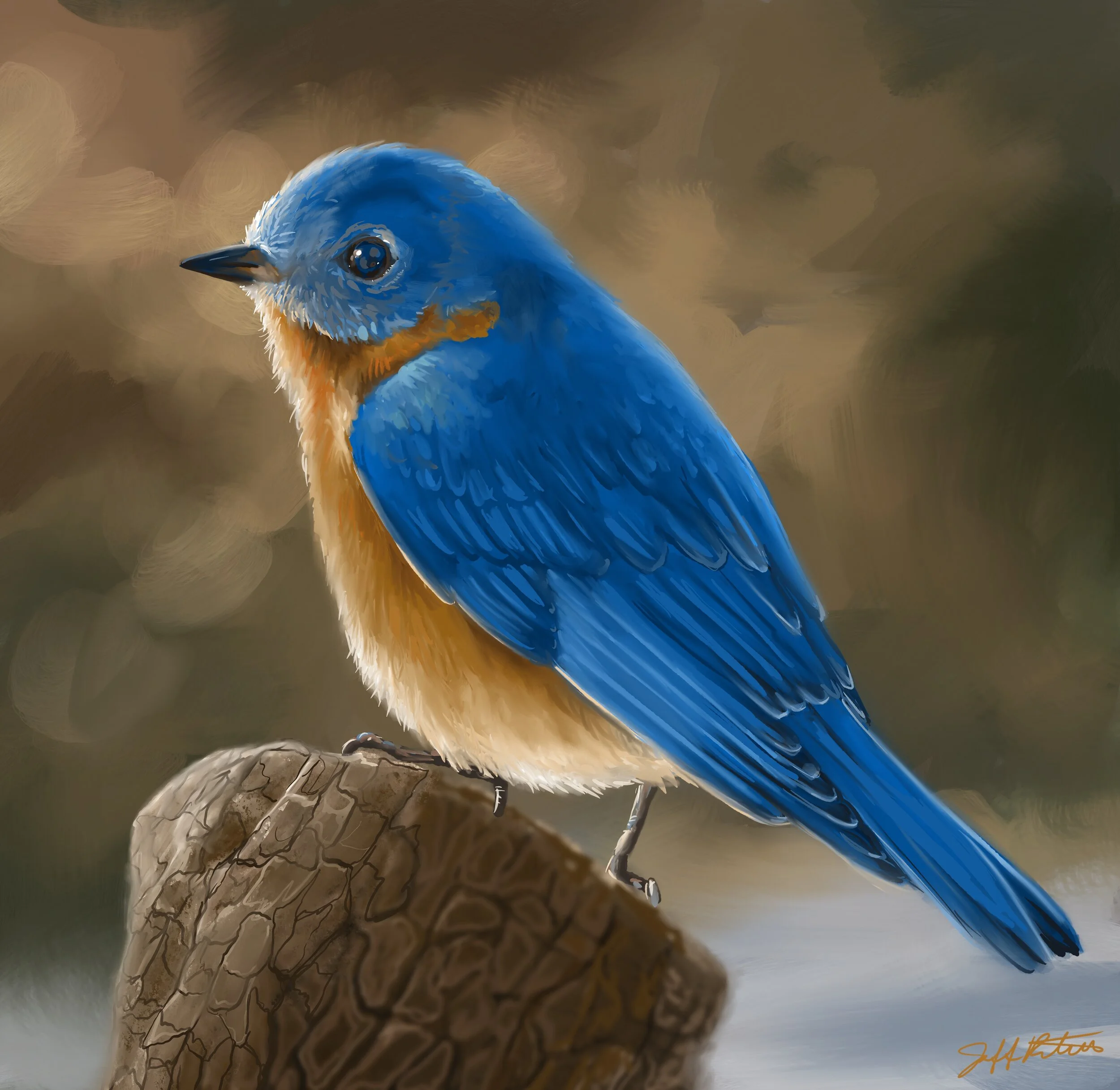 BluebirdStudy.jpg