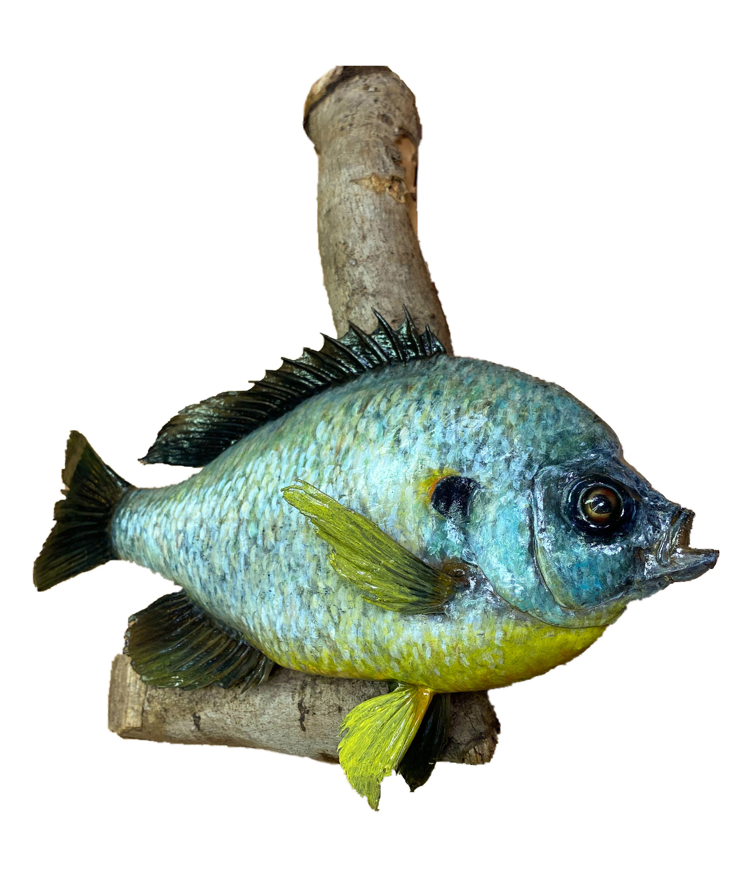RESTORATION OF A SHELLCRACKER BREAM