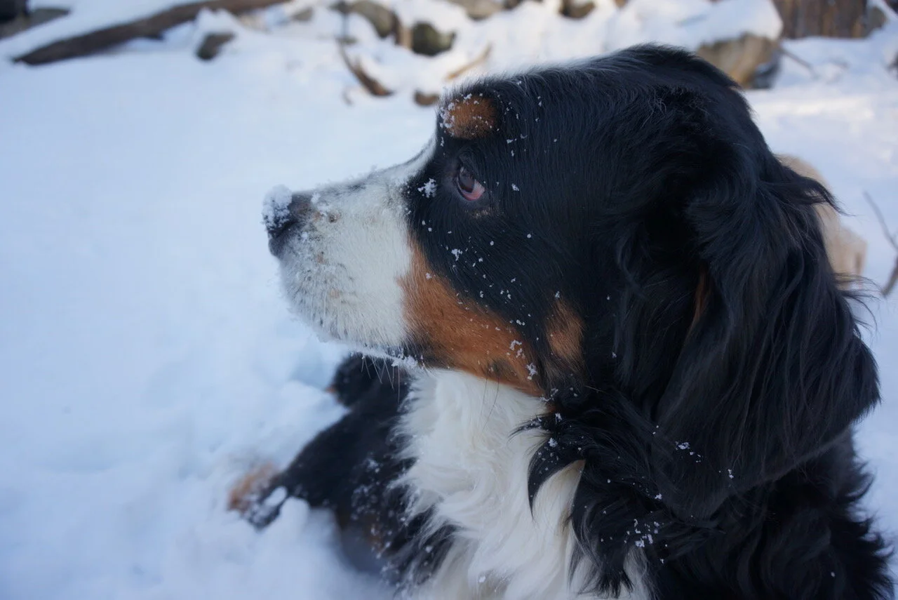 Resilience: The Emotional Multi-Tool