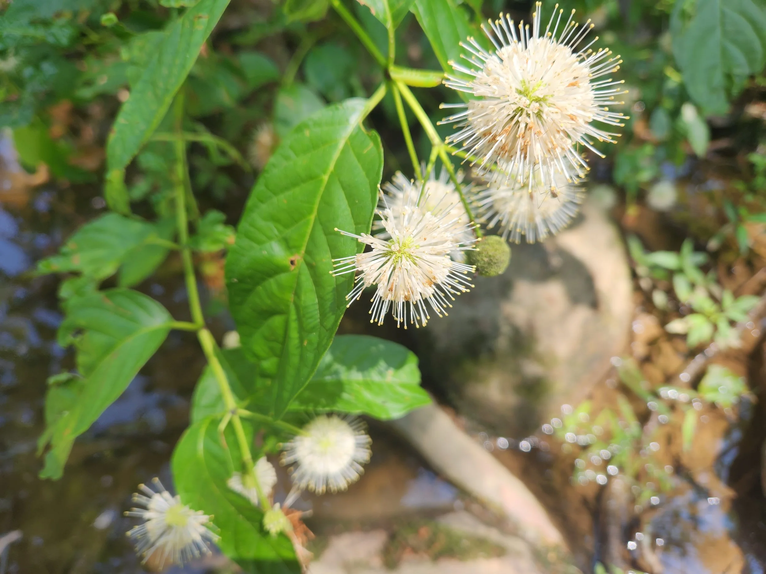 common buttonbush