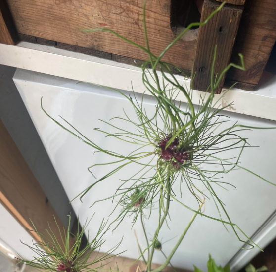 Hair Allium seeds