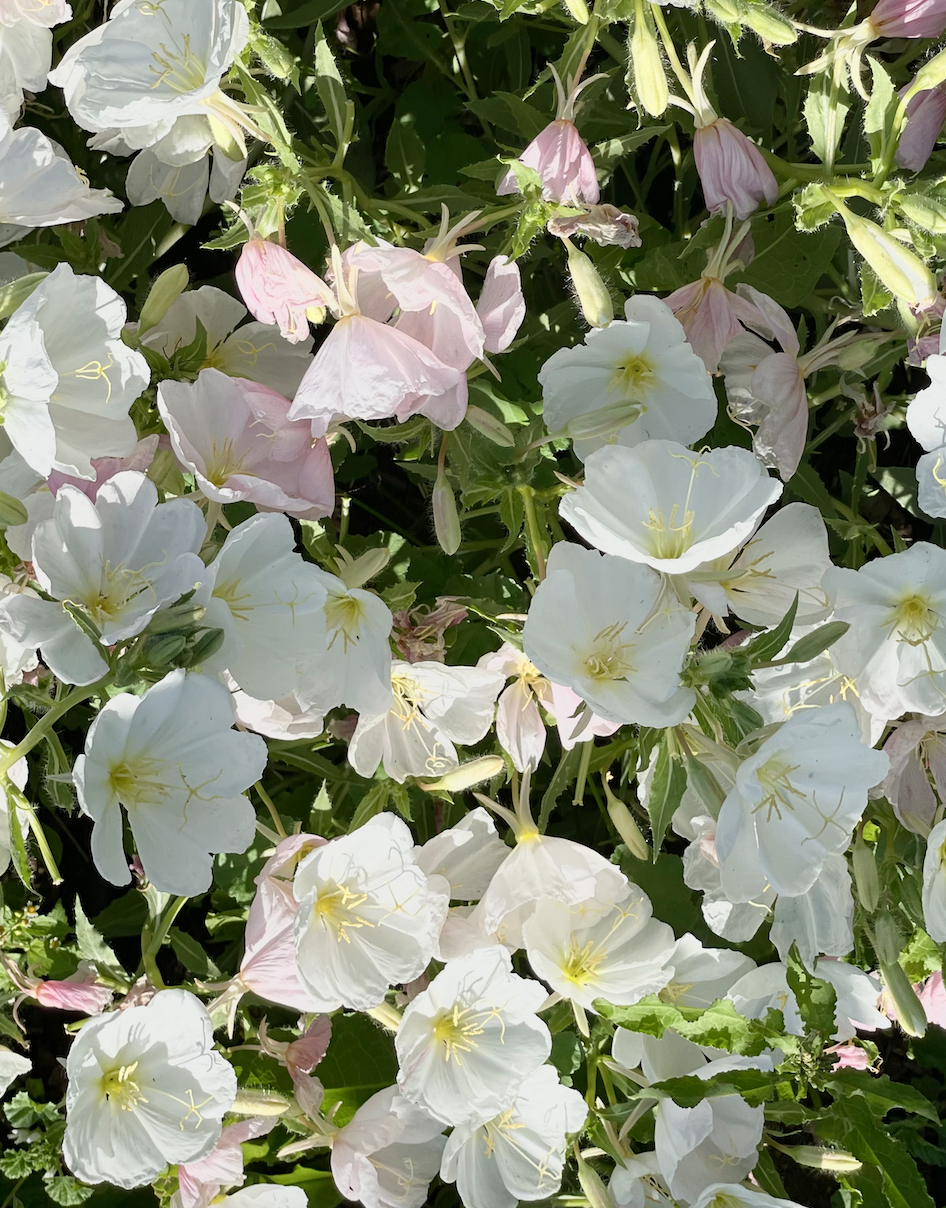 Pale Evening Primrose seeds