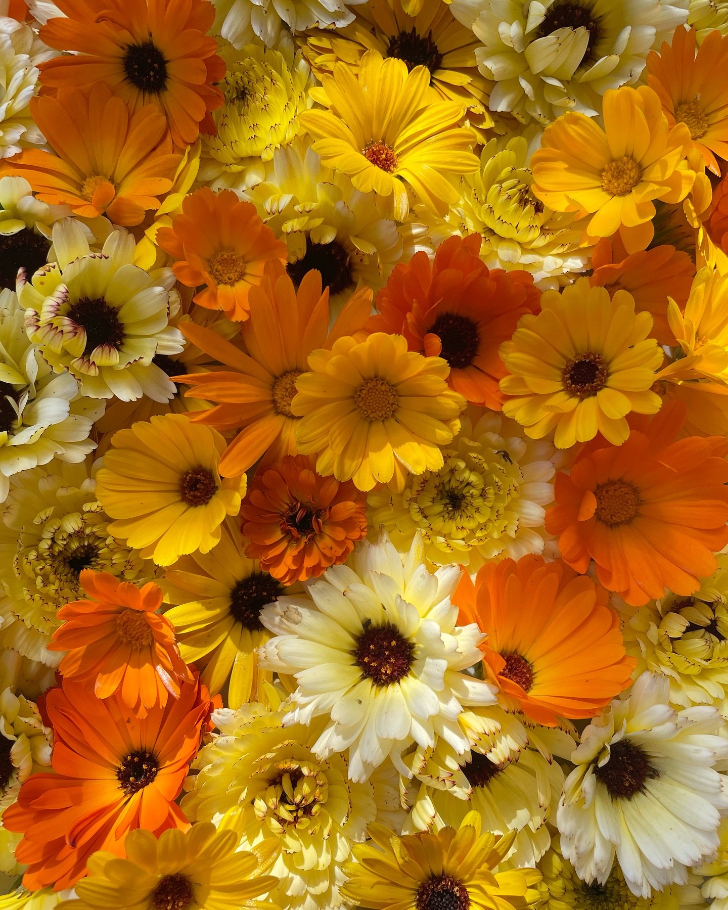 The seed shop is open! Find this mix of calendula along with 12 other varieties of our favourite flowers from the 2023 season on our website, link is in our bio ☺️