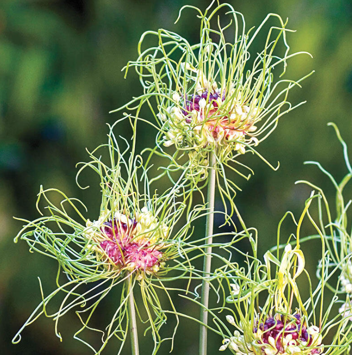 Hair Allium seeds