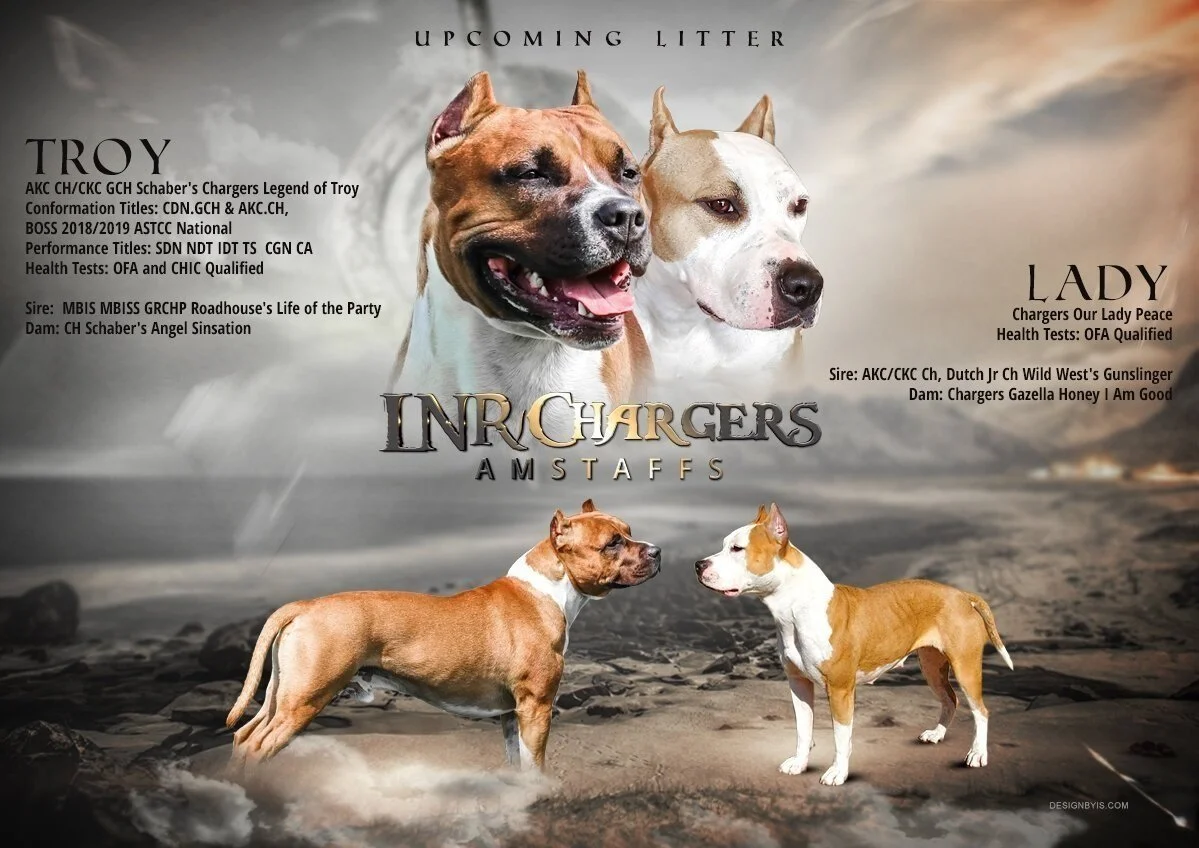 Troy_Lady Litter_ad.jpg