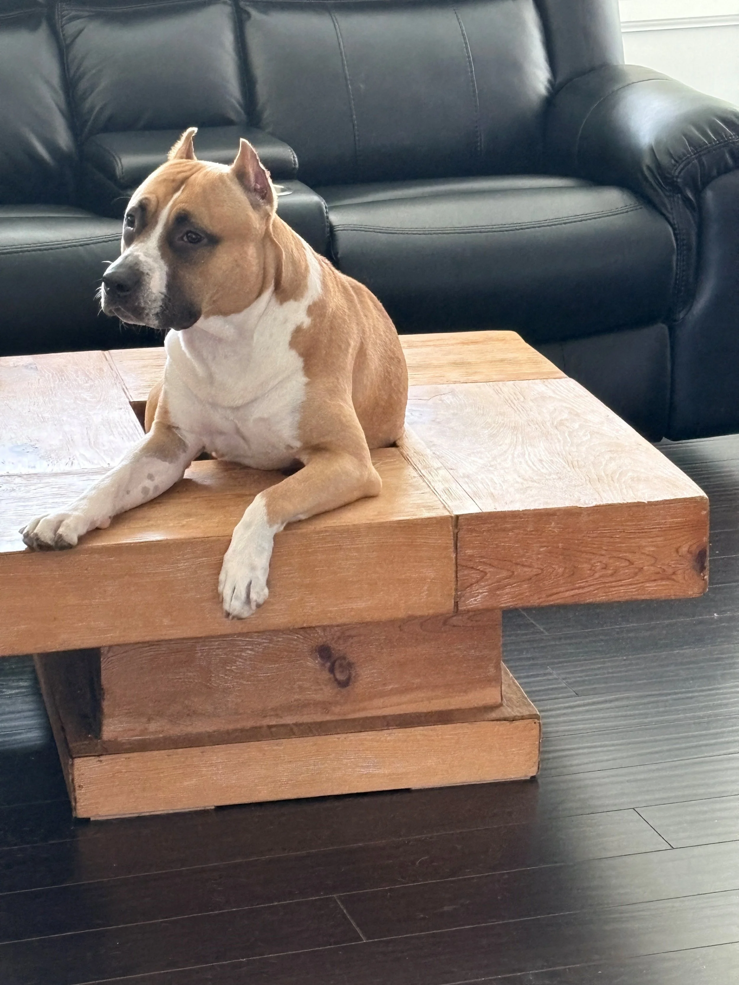 Bouncer
