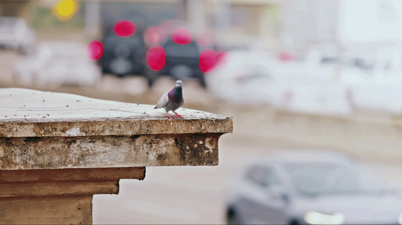 Take 5: Official Pigeon