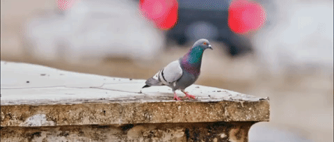 Take 5: Official Pigeon