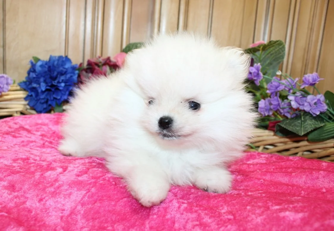 AKC POMERANIAN PUPPIES