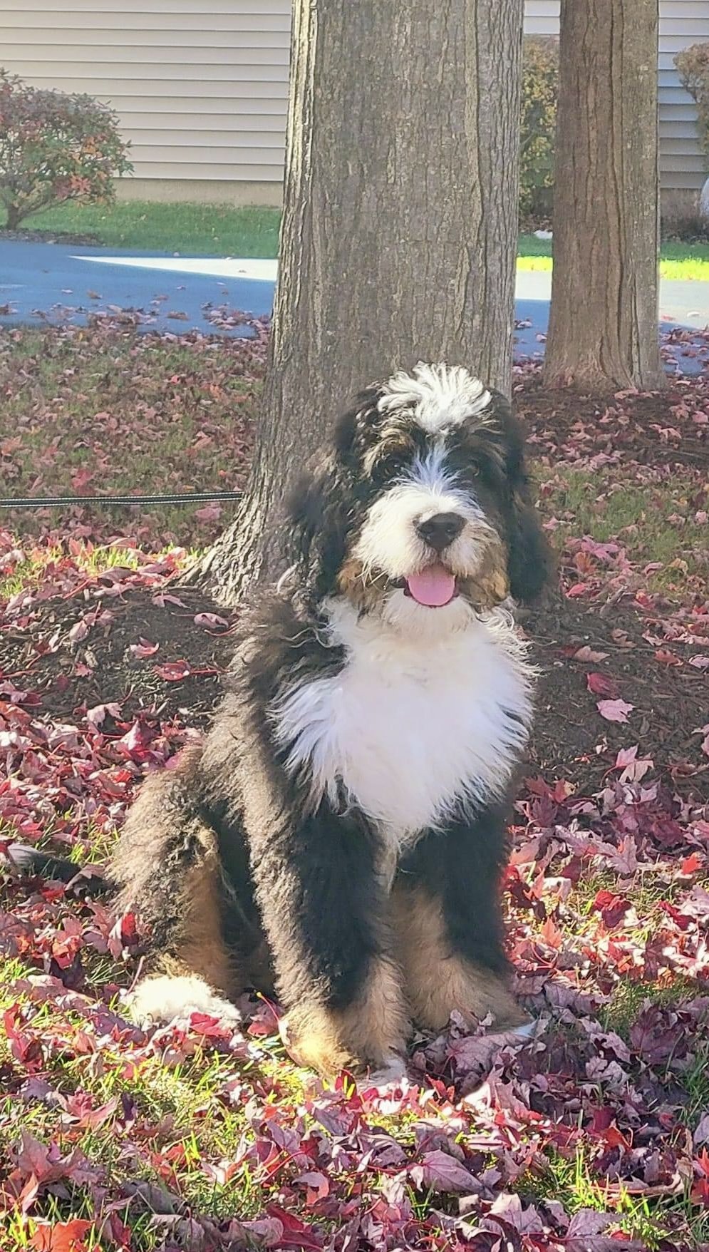 Top 5 Myths About Bernedoodles and the Truth Behind Them