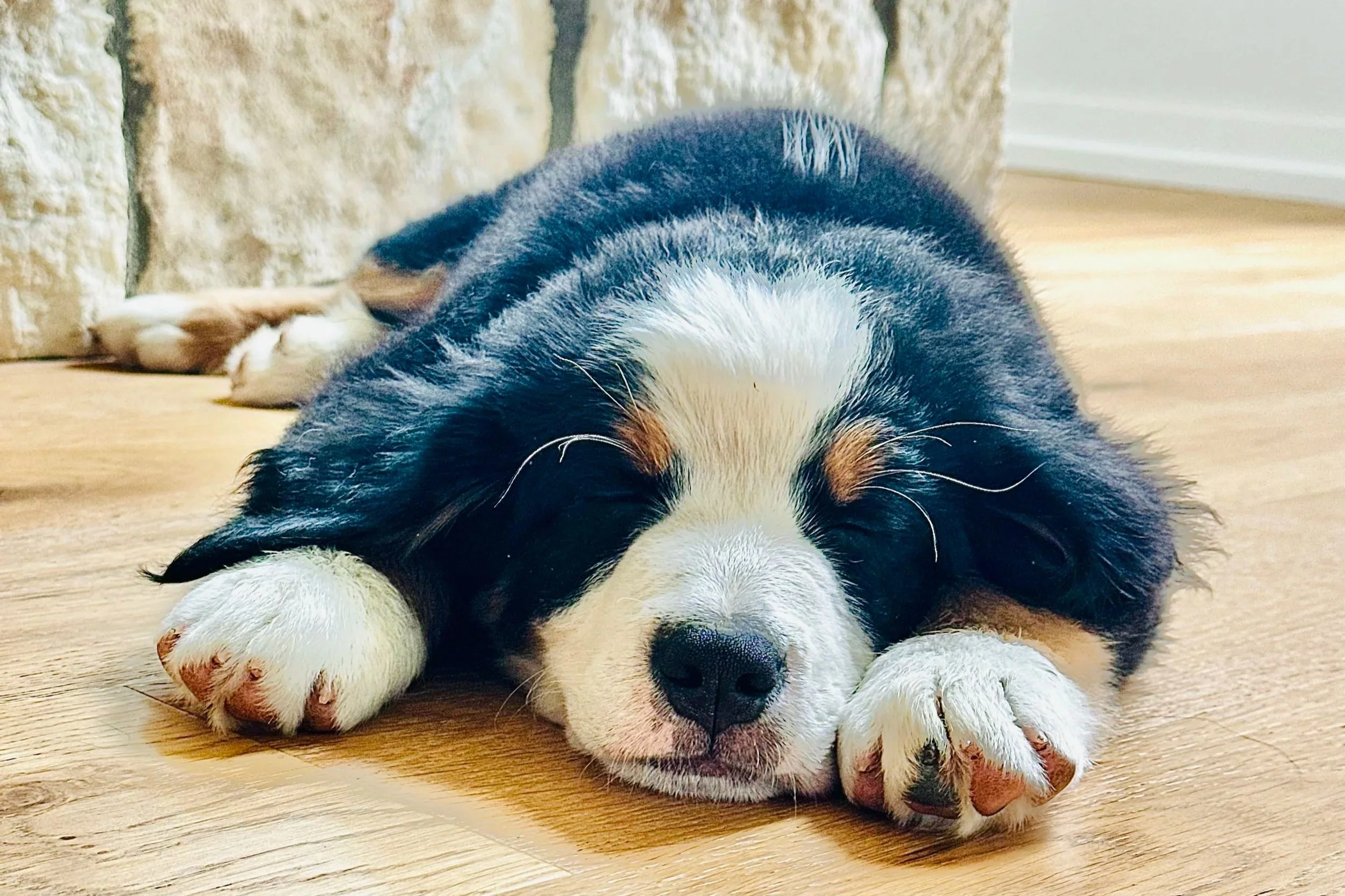 Ellie+Bernese.jpg