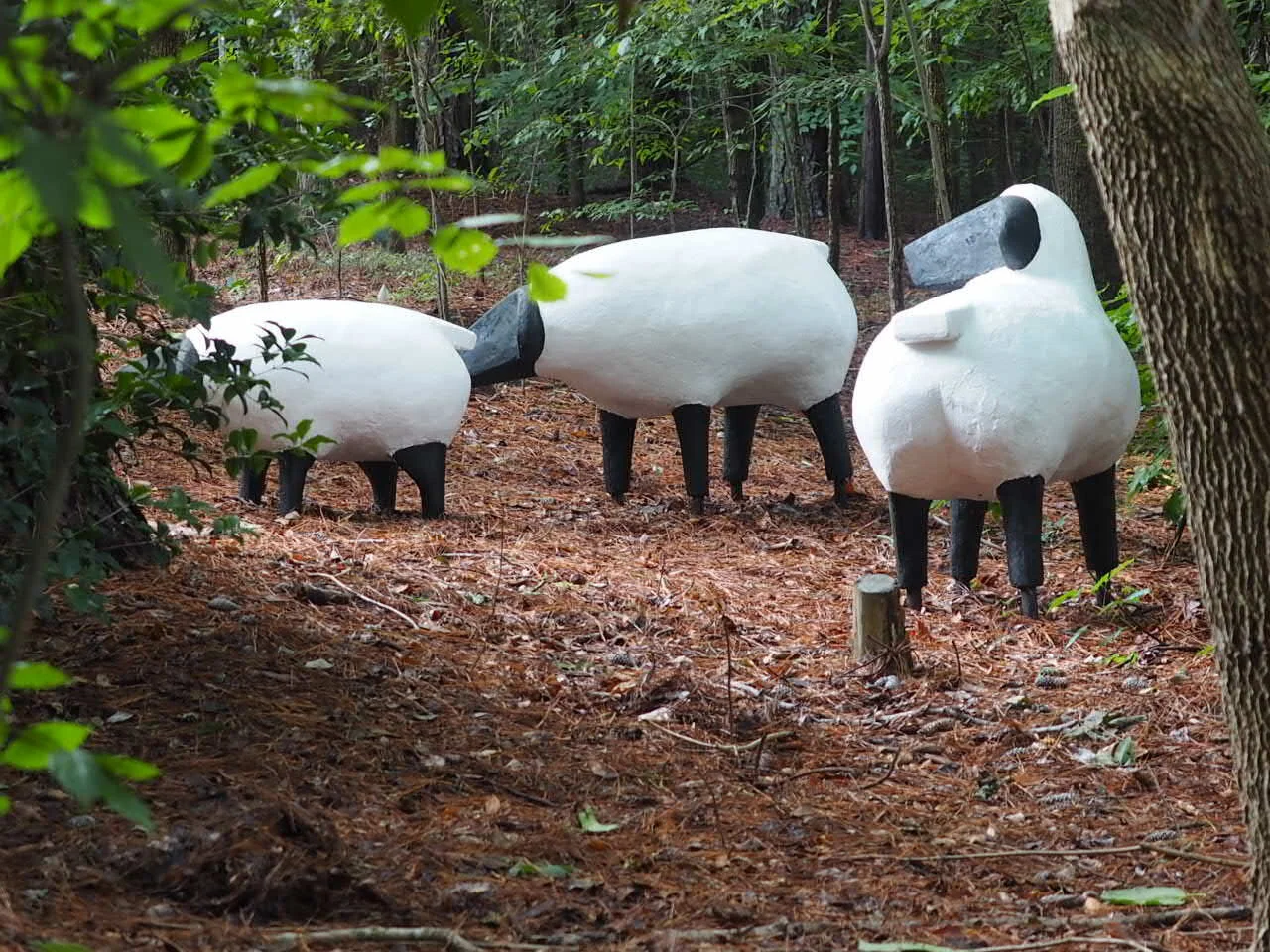 Sheep , private flock