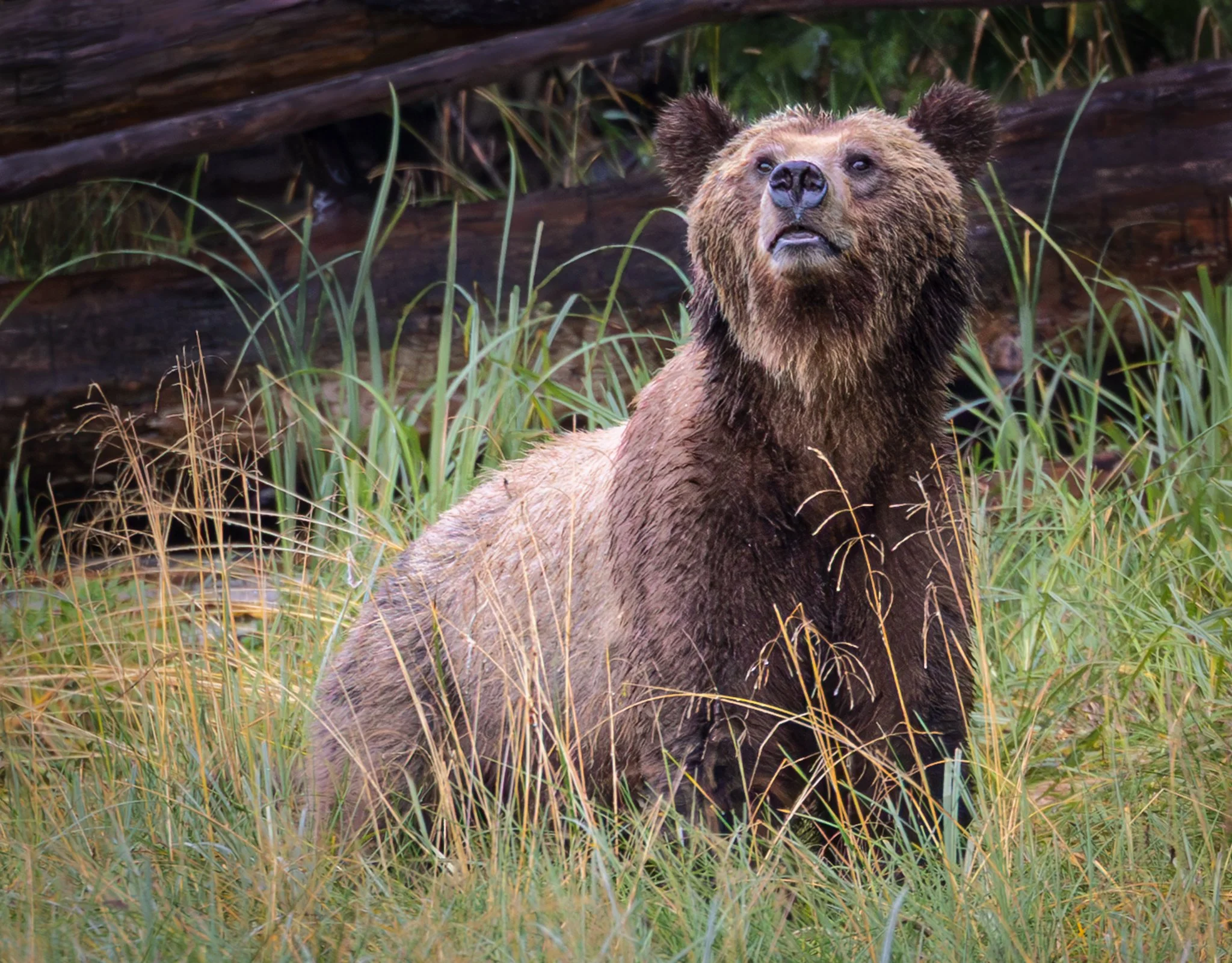 I Smell You
Grizzley Bear
British Columbia