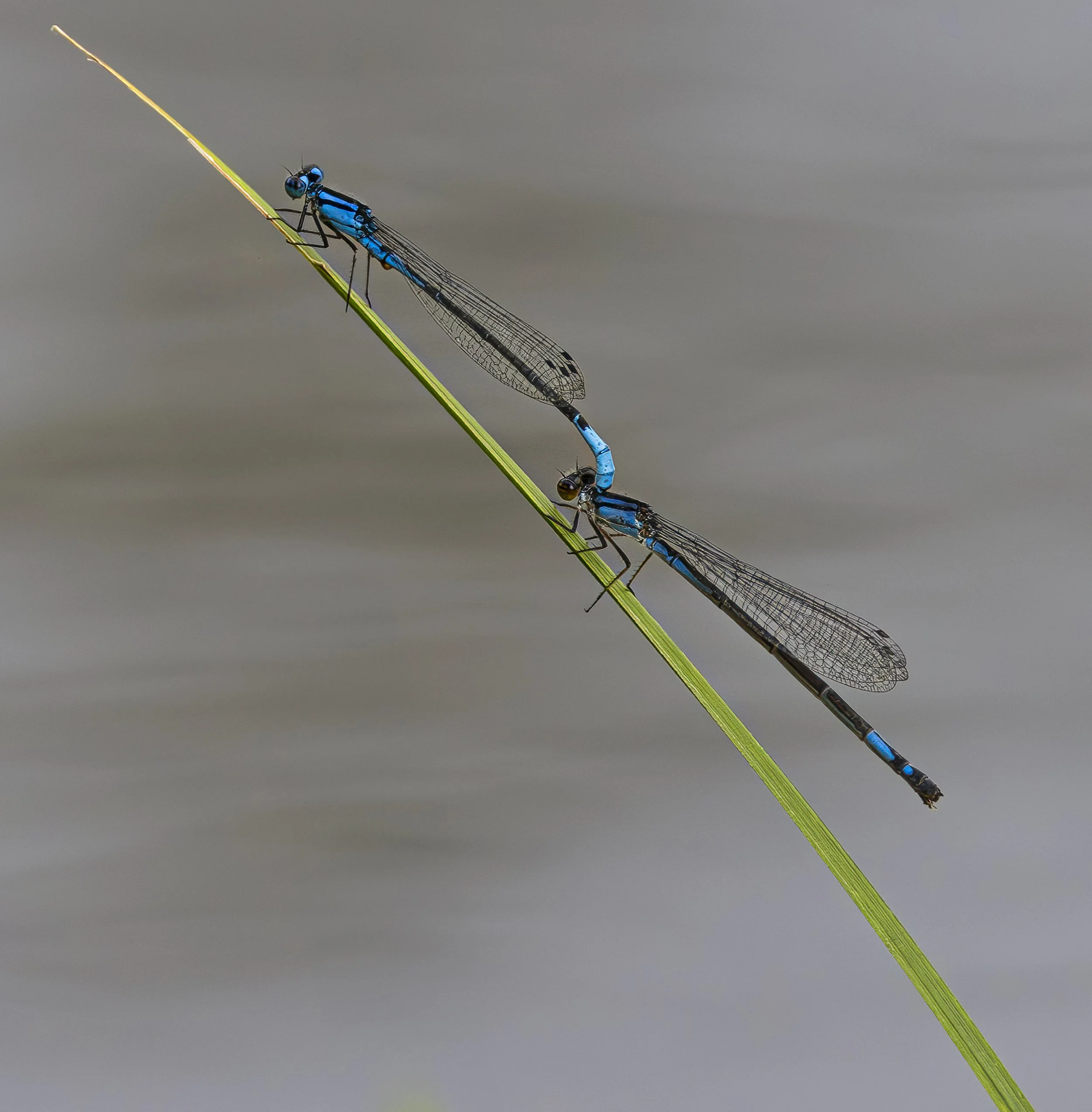 Perfect Perch
Prince Edward Island