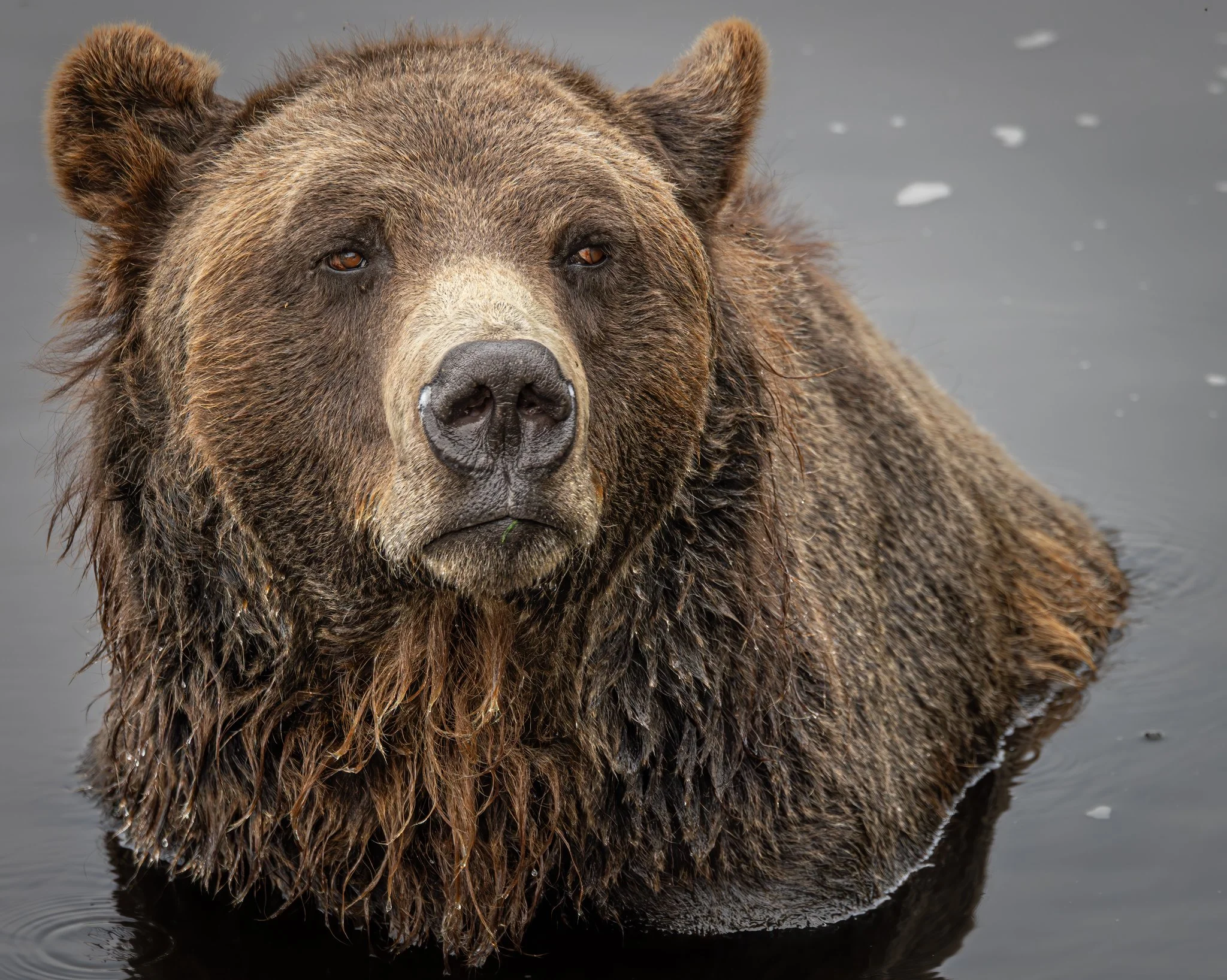 Grizzley Portrait
British Columbia