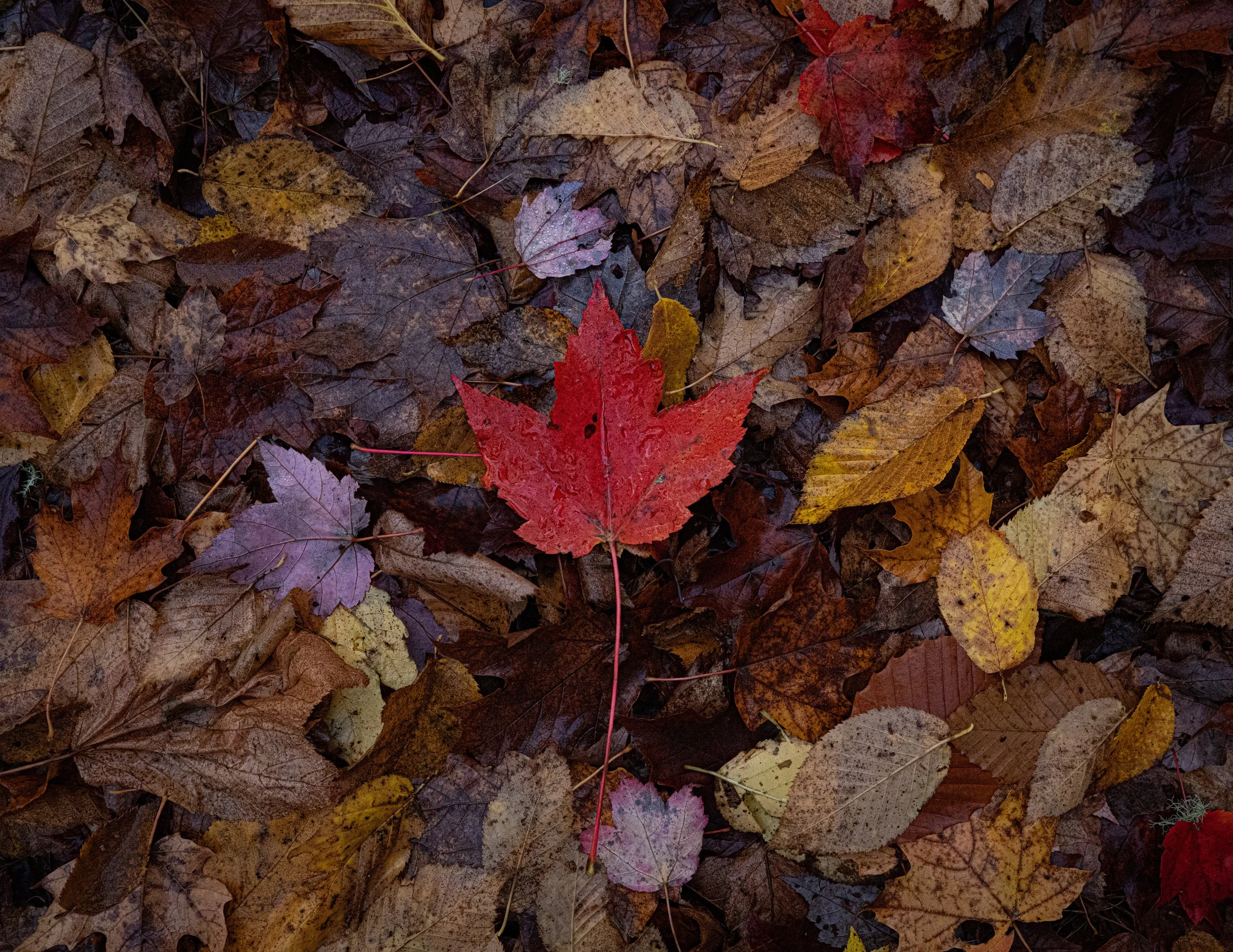 AC4A9788-Edit.jpg