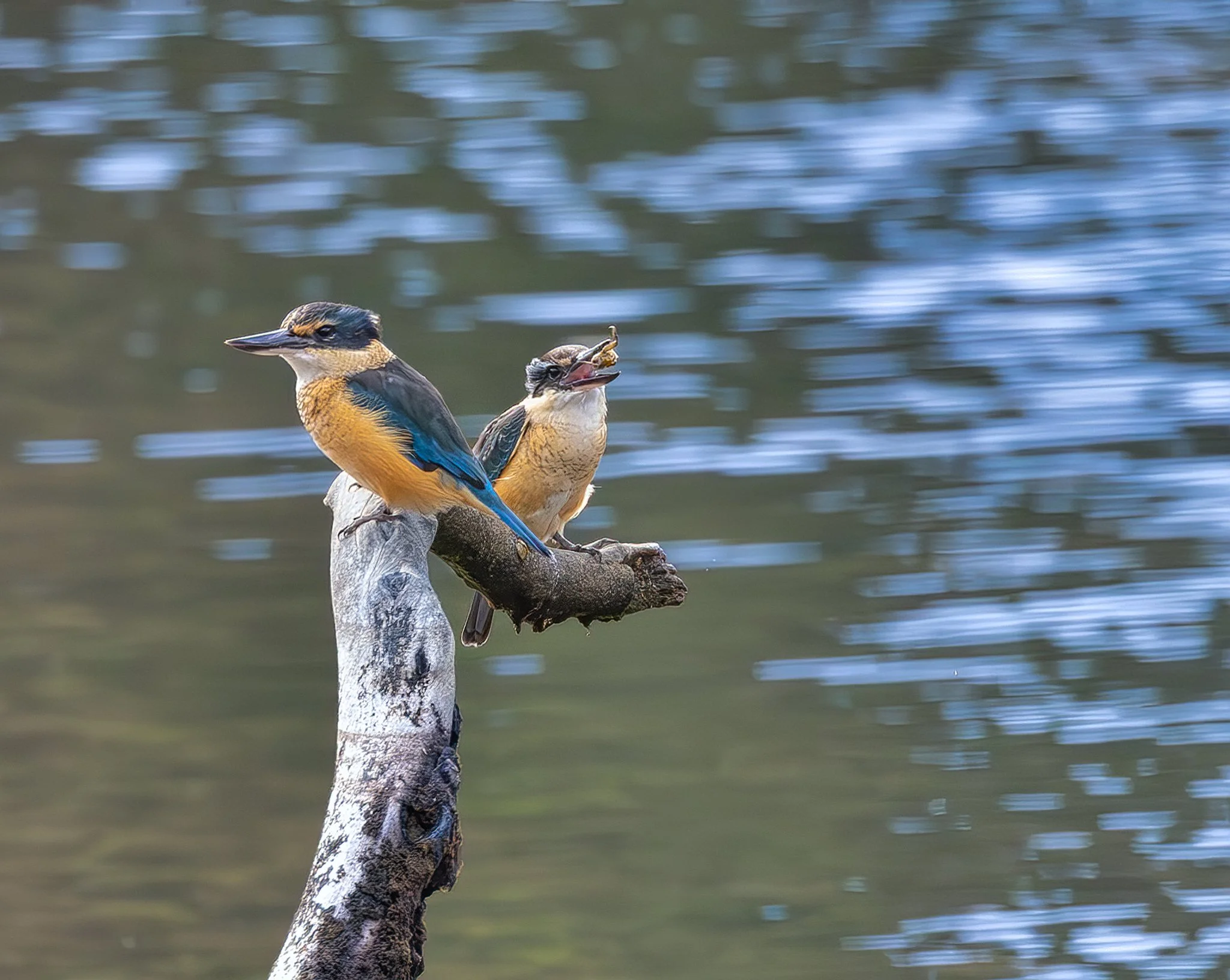 Lunchtime
Sacred Kingfisher
New Zealand