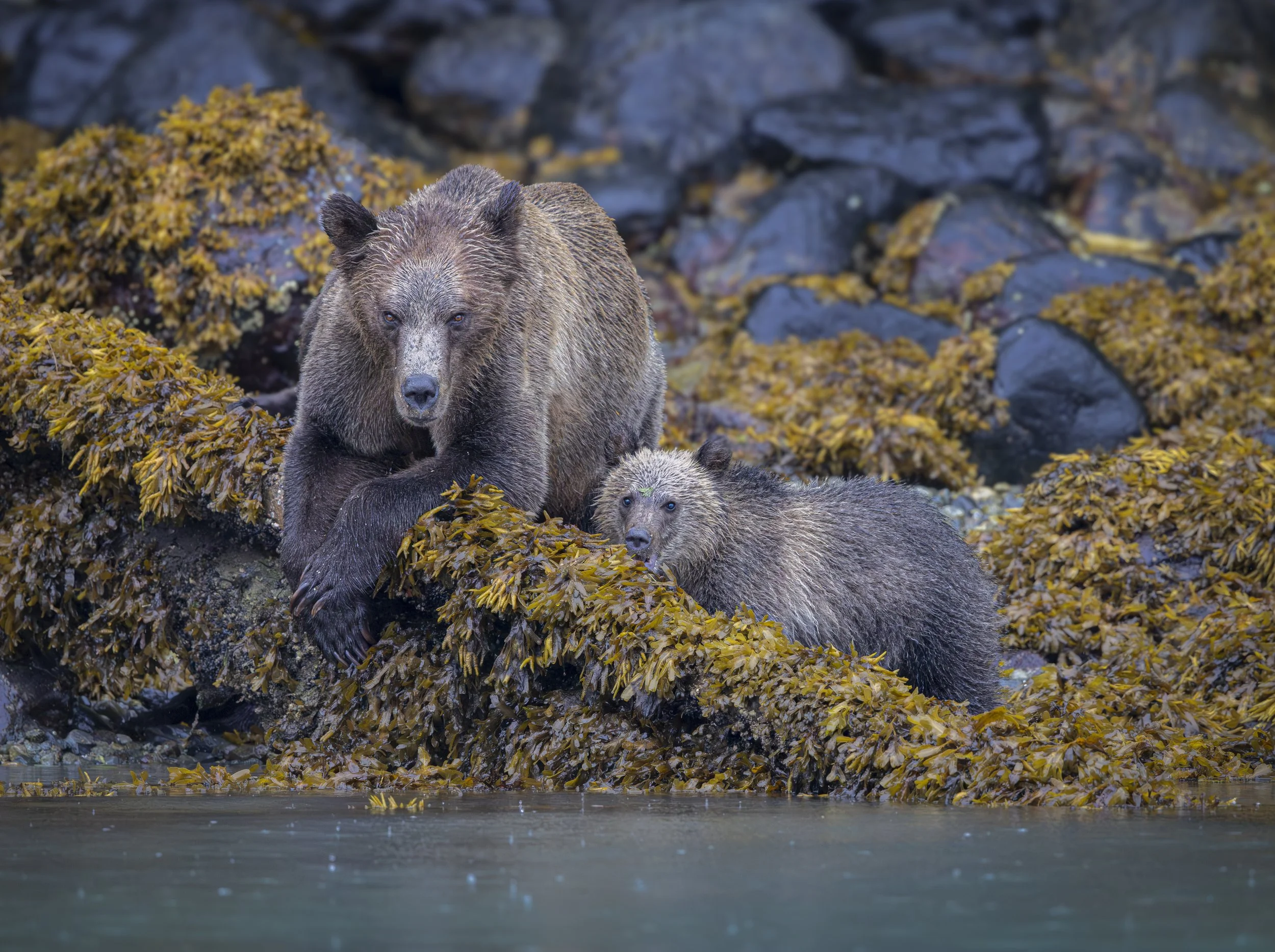 Hanging out with Mom
Grizzley
British Columbia