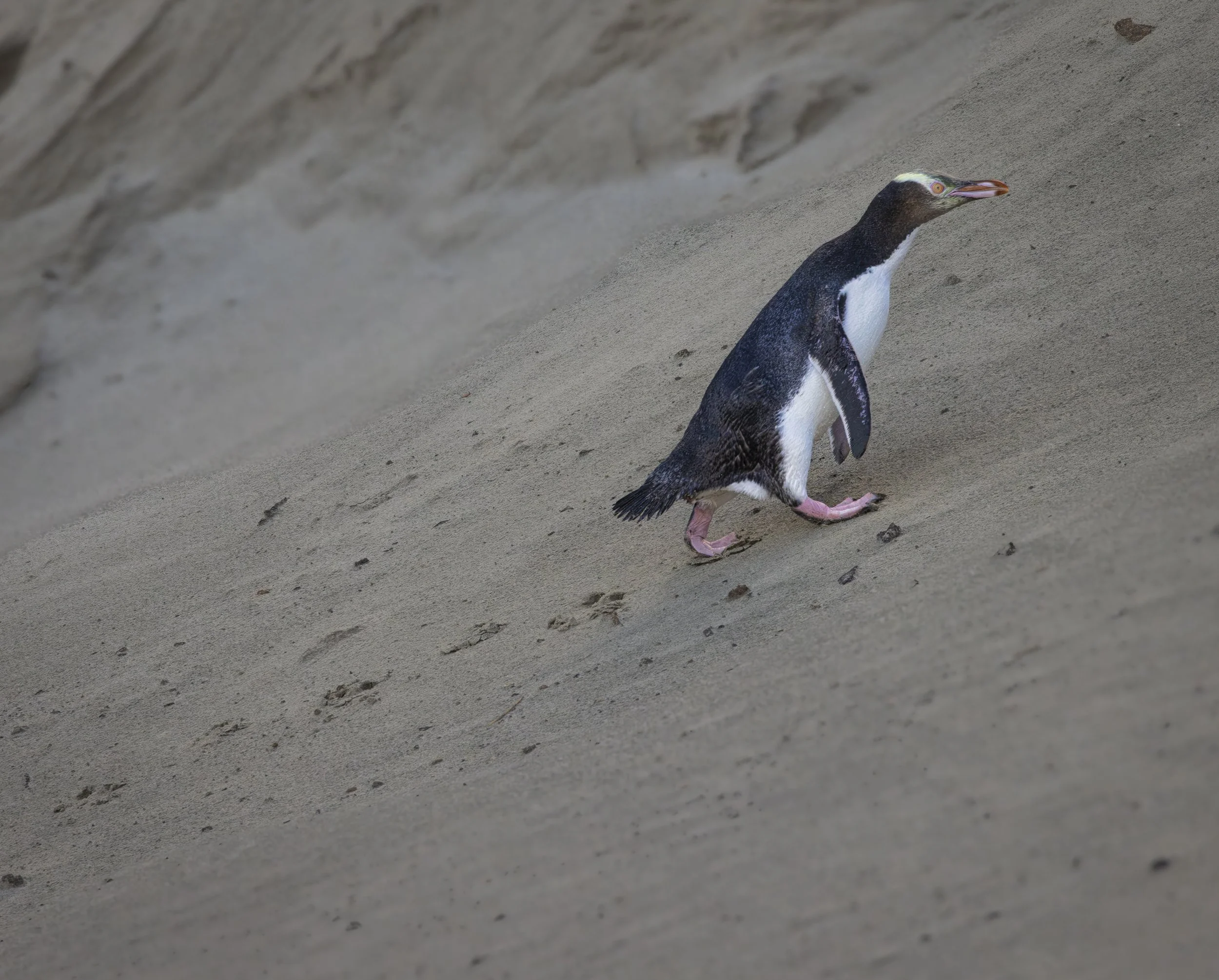 Time for Bed
Yellow Eyed Penguin
New Zealand
