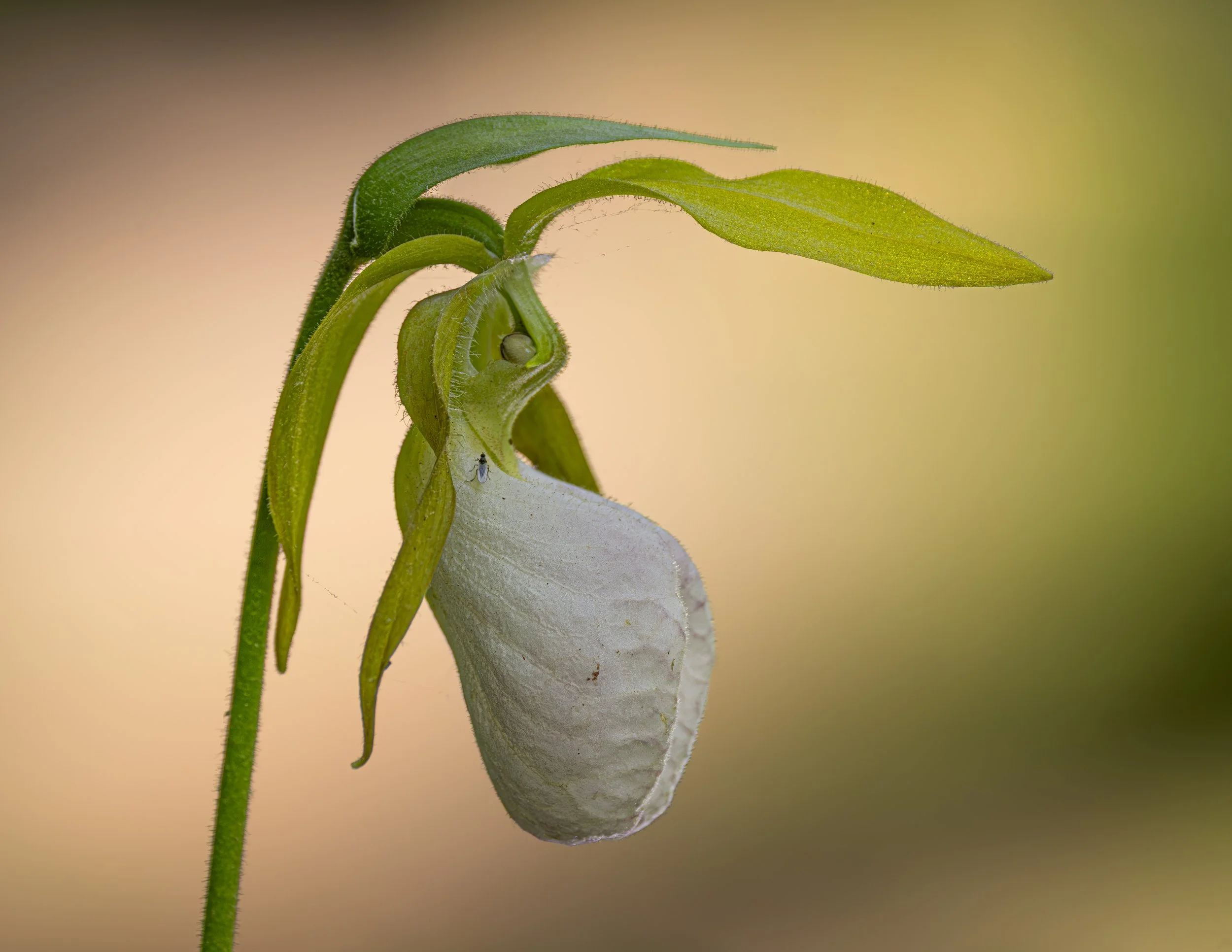 Ladyslipper Light
Prince Edward Island