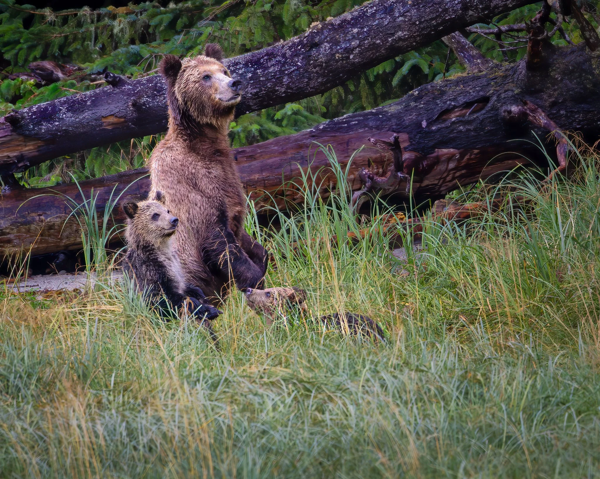 Did You See That
British Columbia