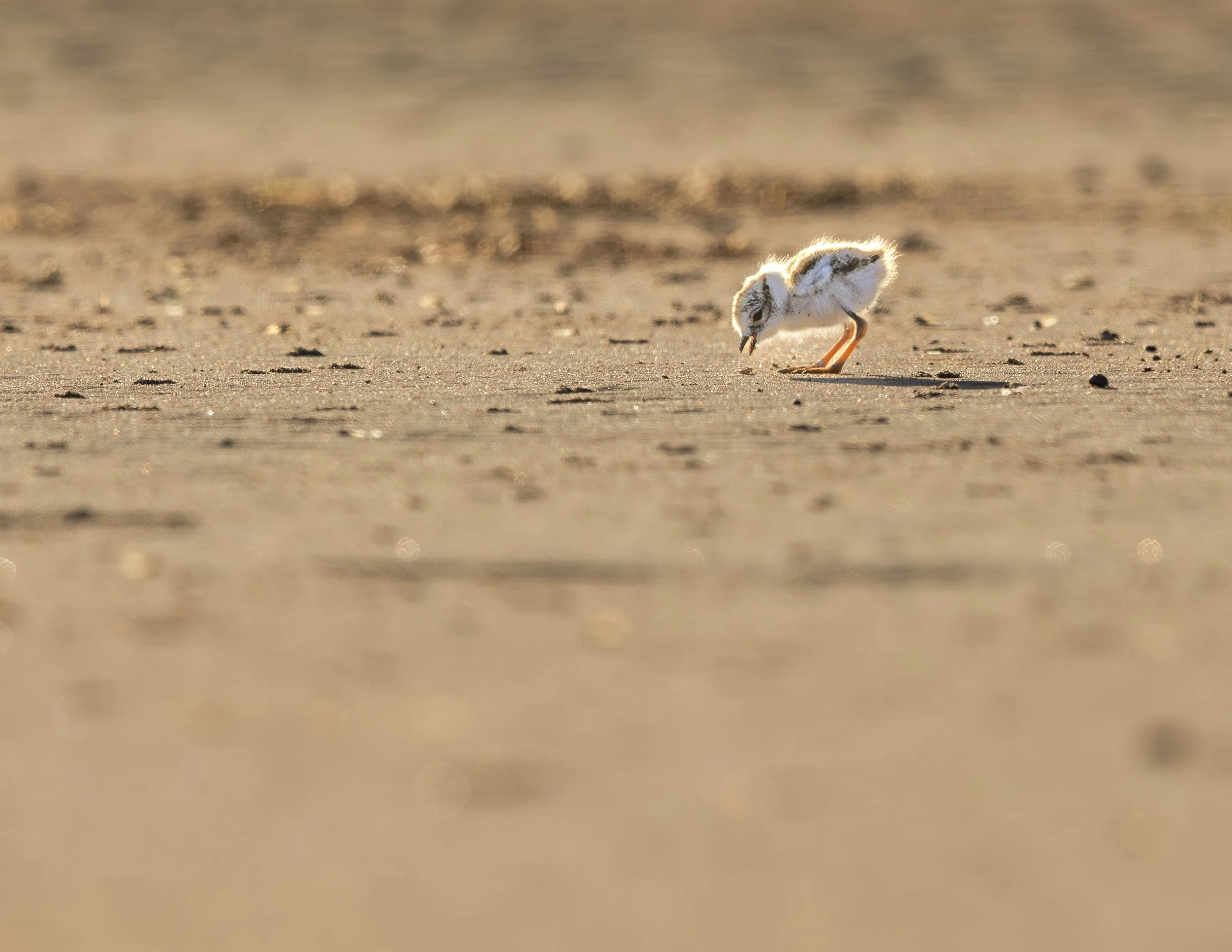Yum
Piping Plover Chick
Prince Edward Island