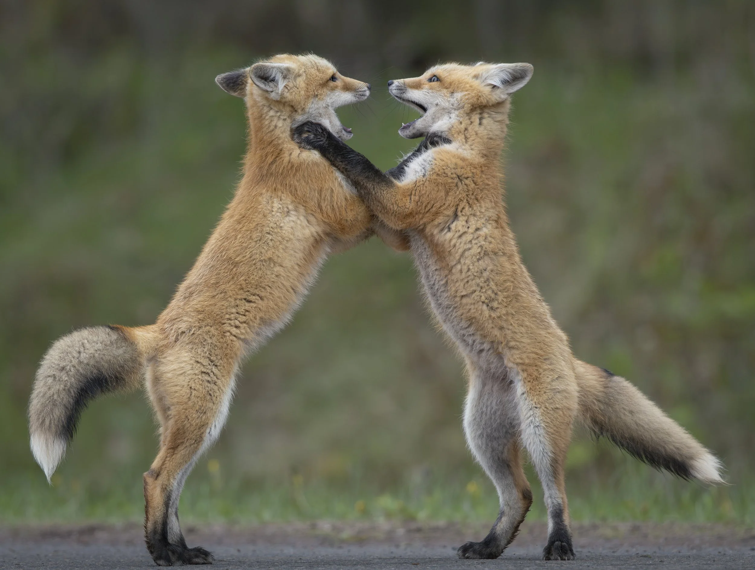 Can I have This Dance
Fox Kits 
Prince Edward Island