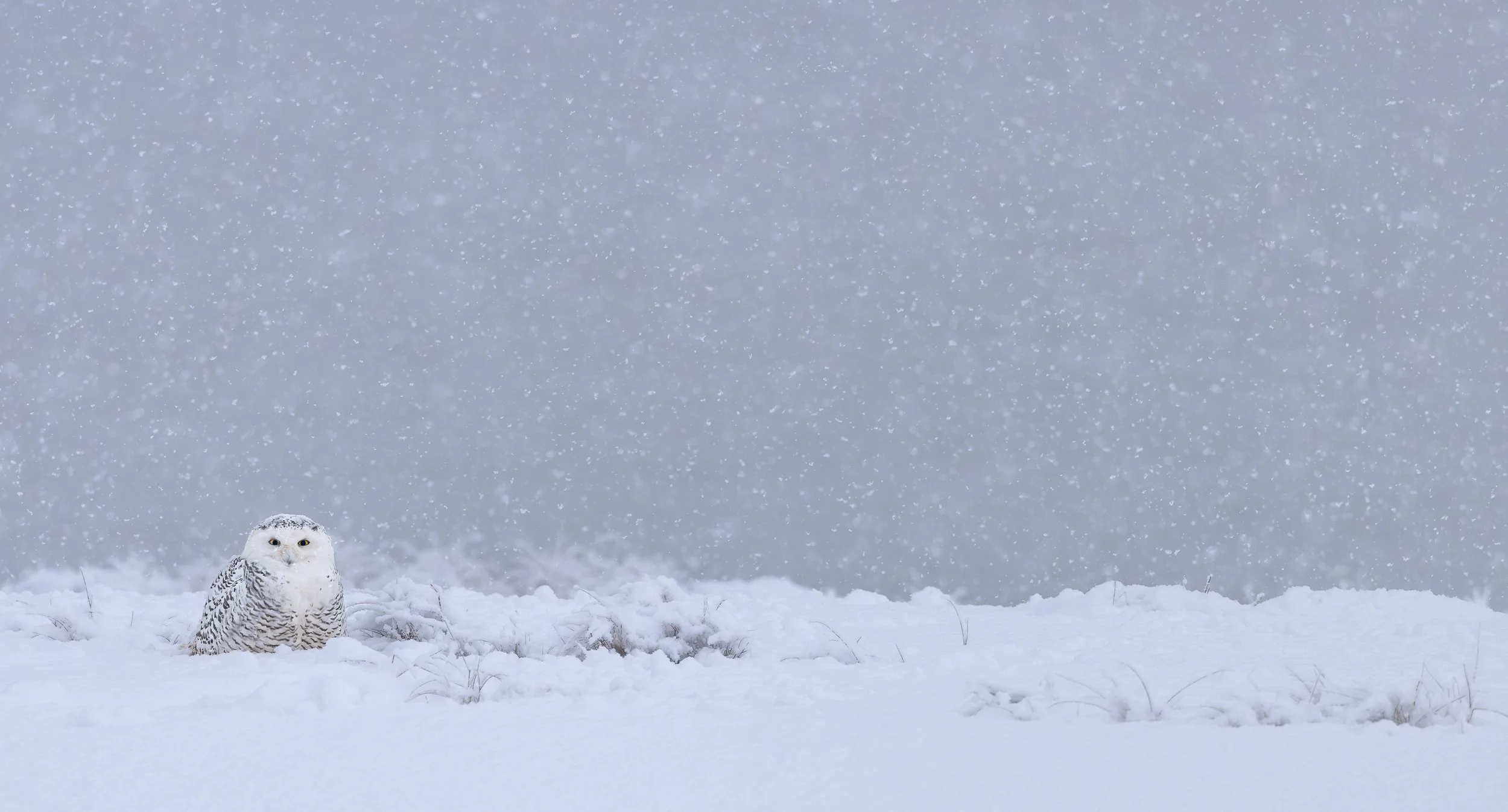Snowy, Snowy
Nova Scotia