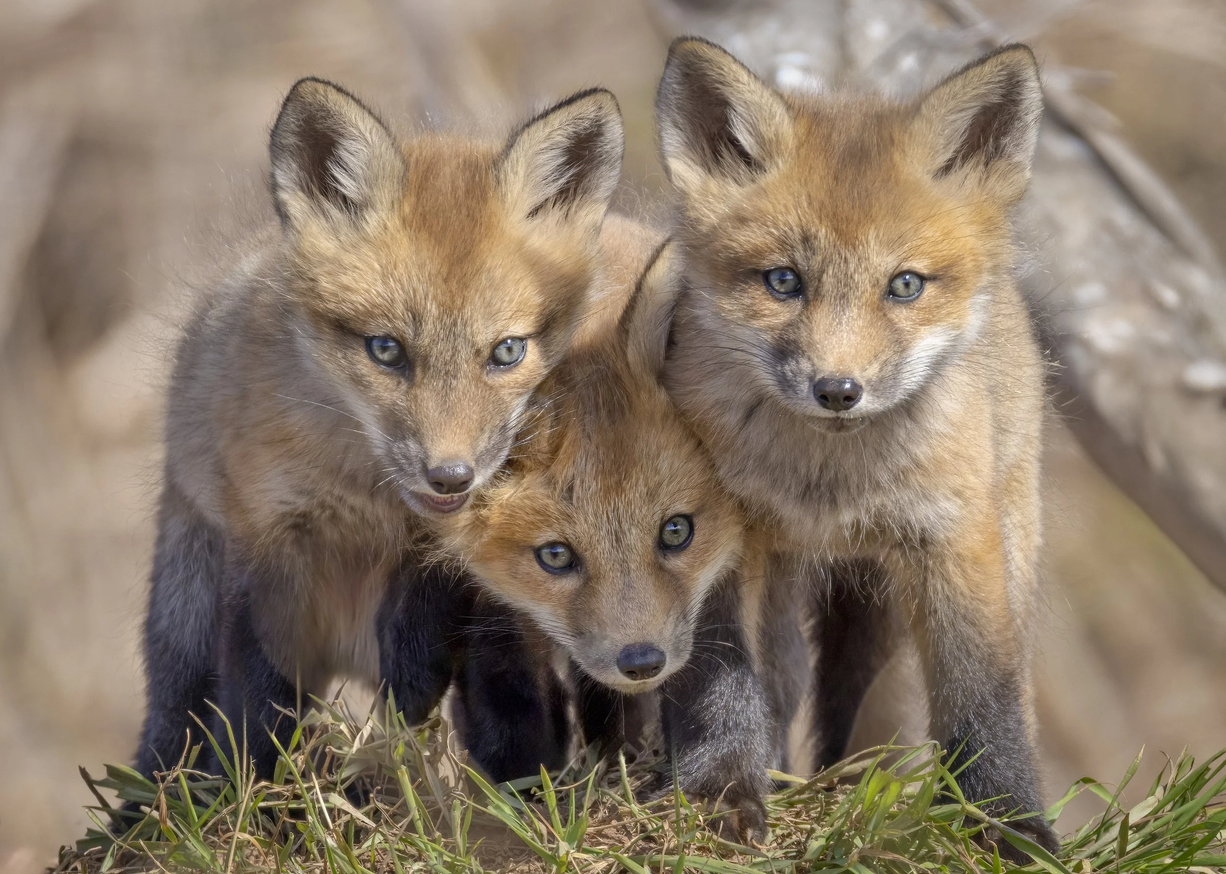 The Three Amigos
Prince edward Island